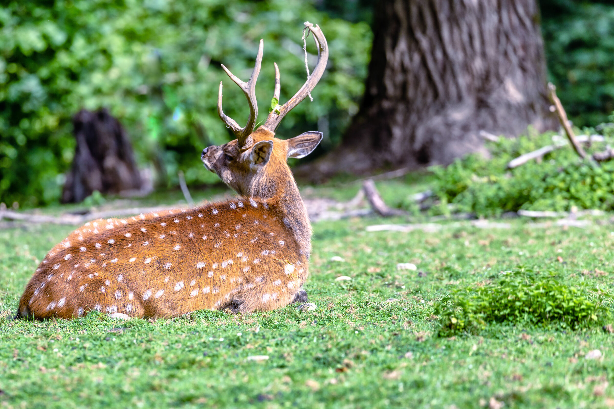Deer at rest