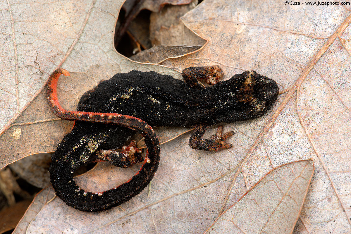 Salamandrina perspicillata, 007126