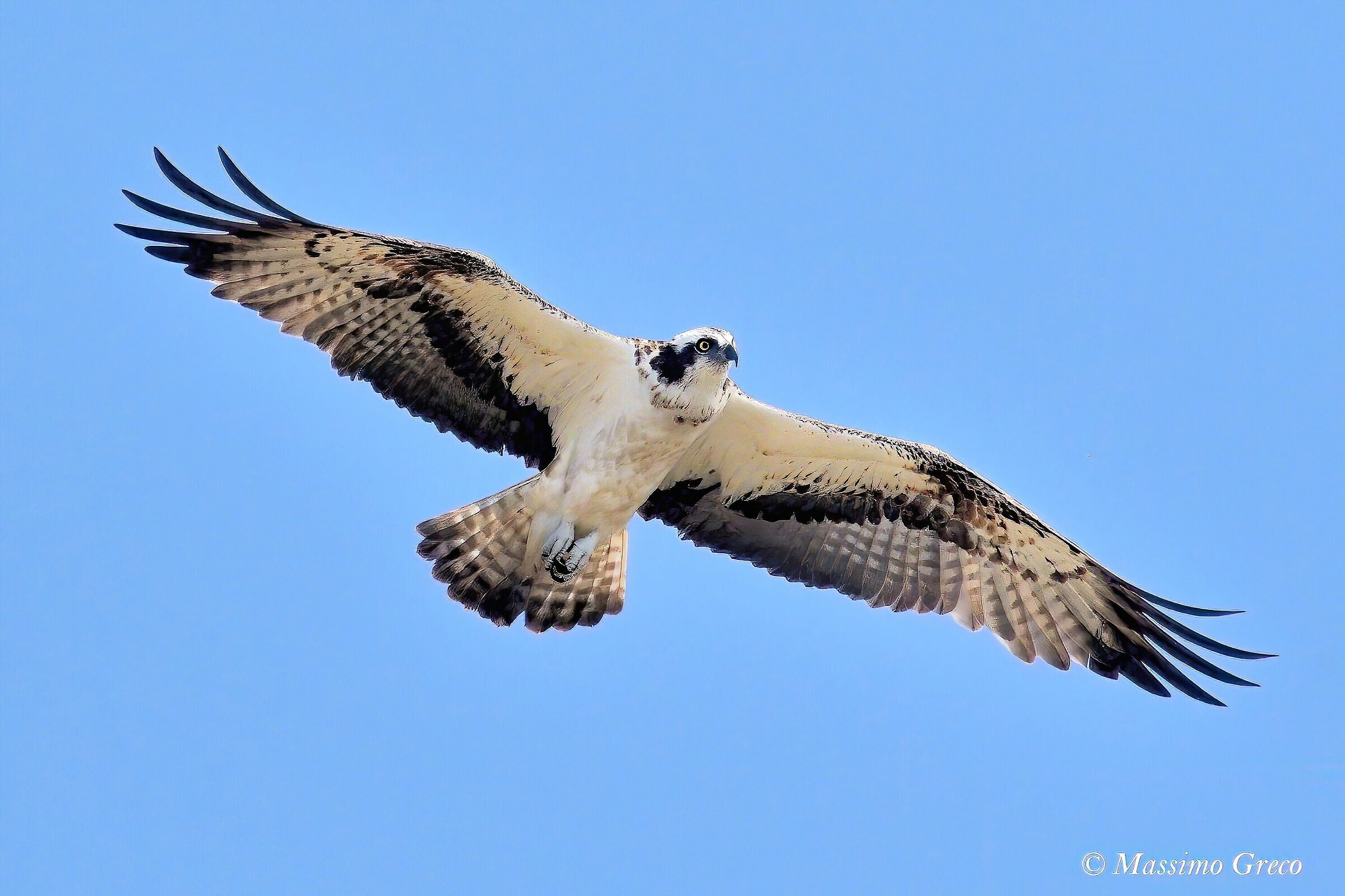 Osprey (Pandion haliaetus)
