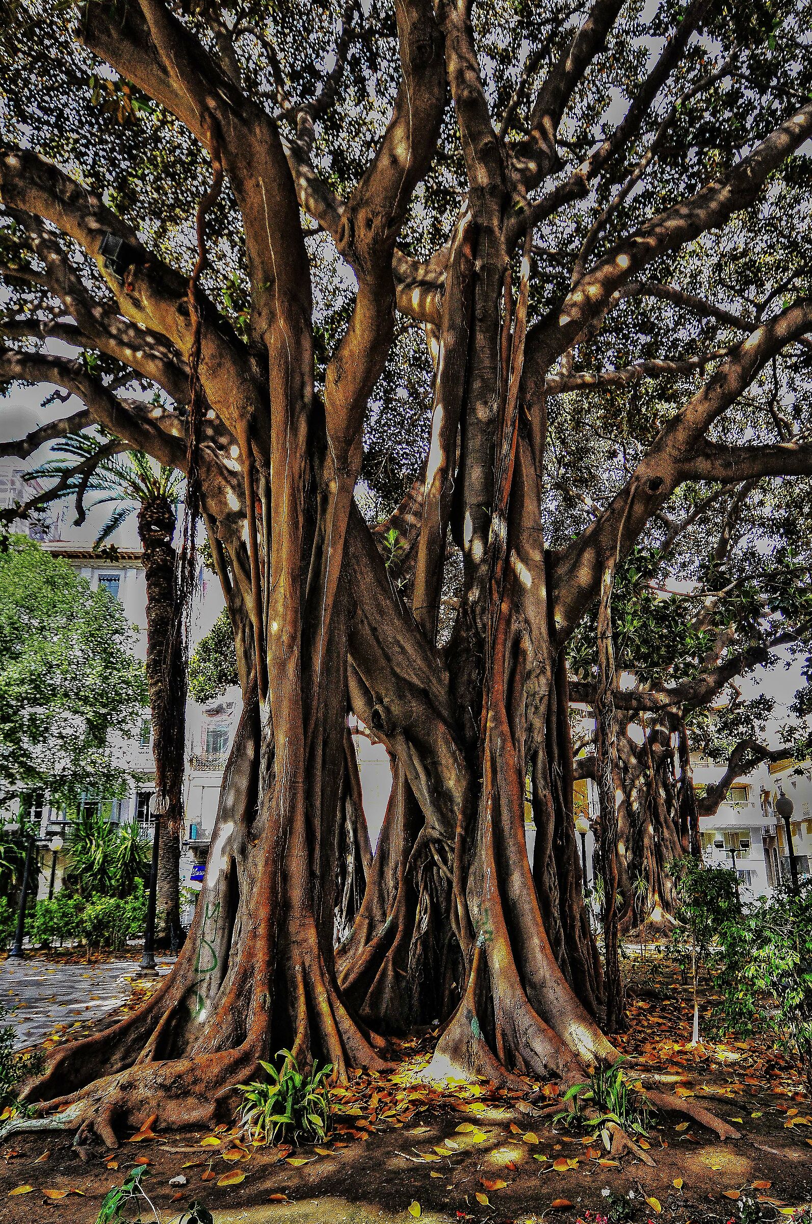 alicante gardens