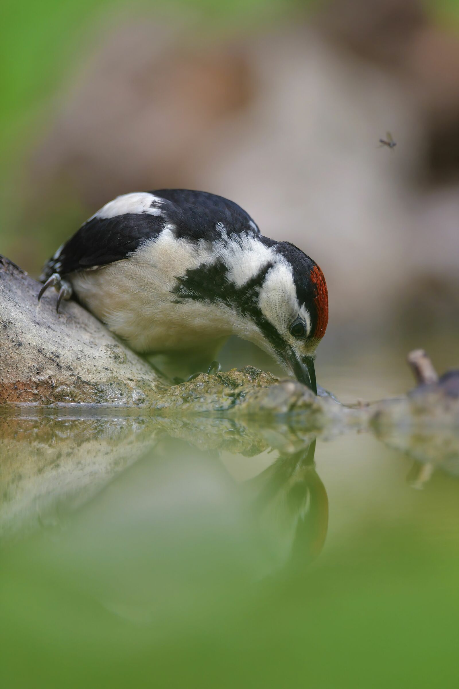 major red woodpecker