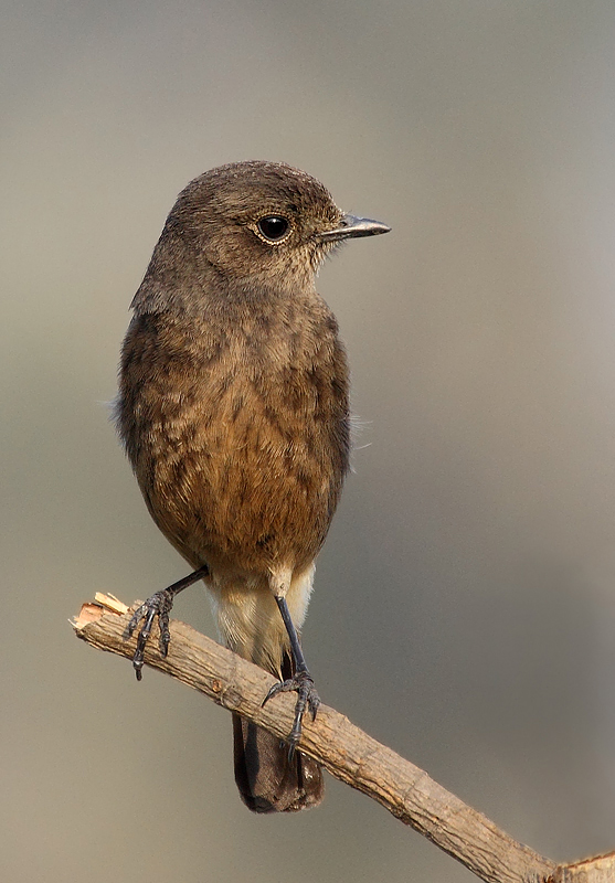 Pied Bushchat: female.