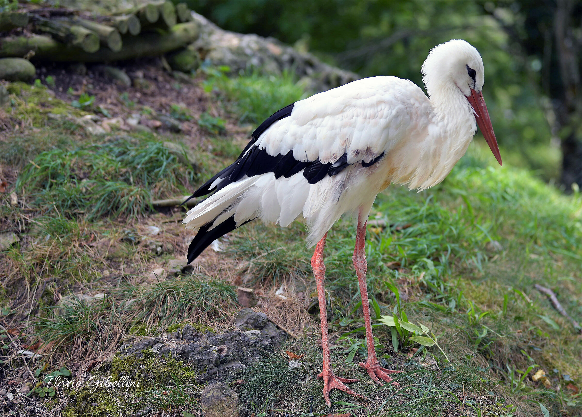 Grande, elegante e maestosa