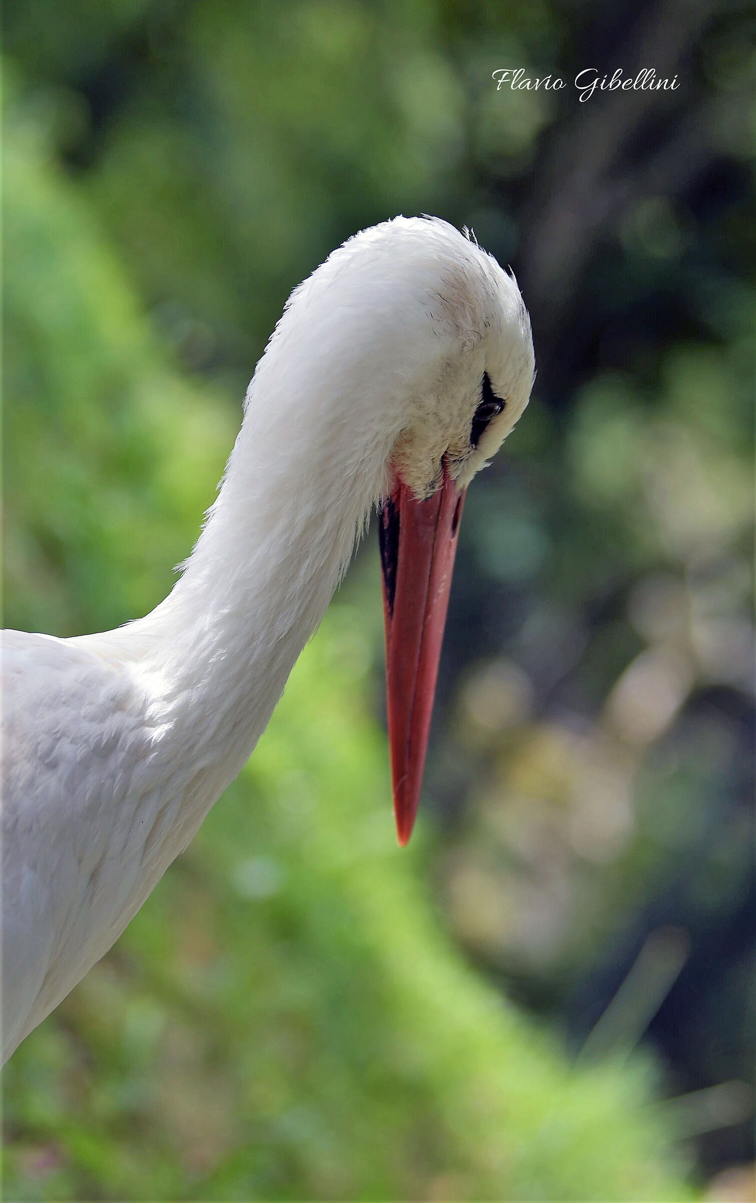 Cerco bimbo da recapitare