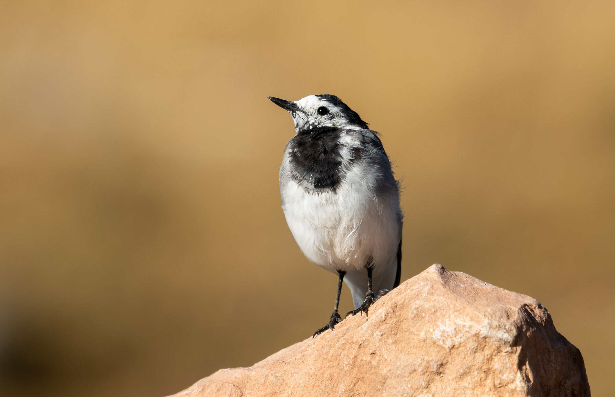 white wagtail