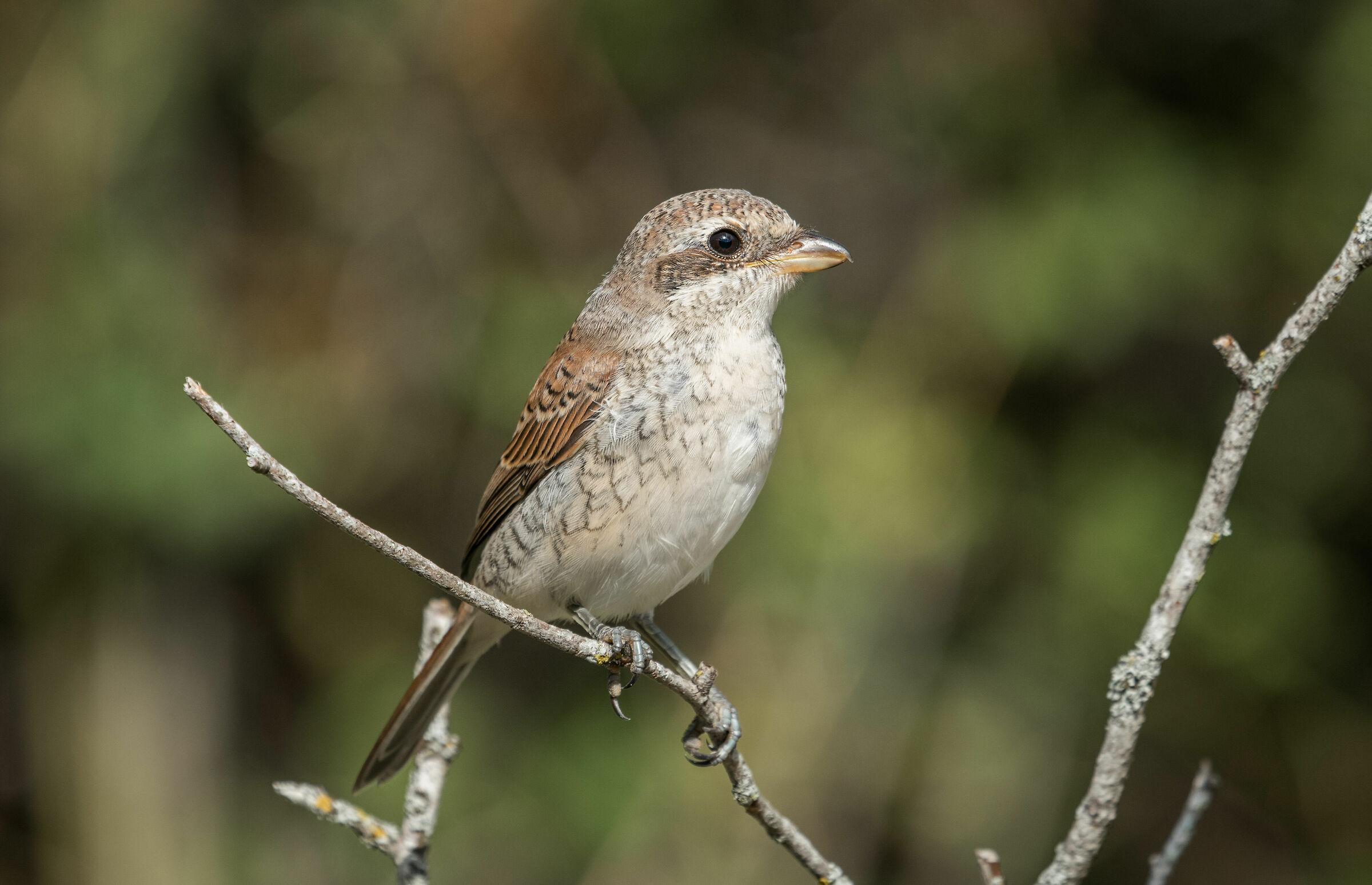 shrike