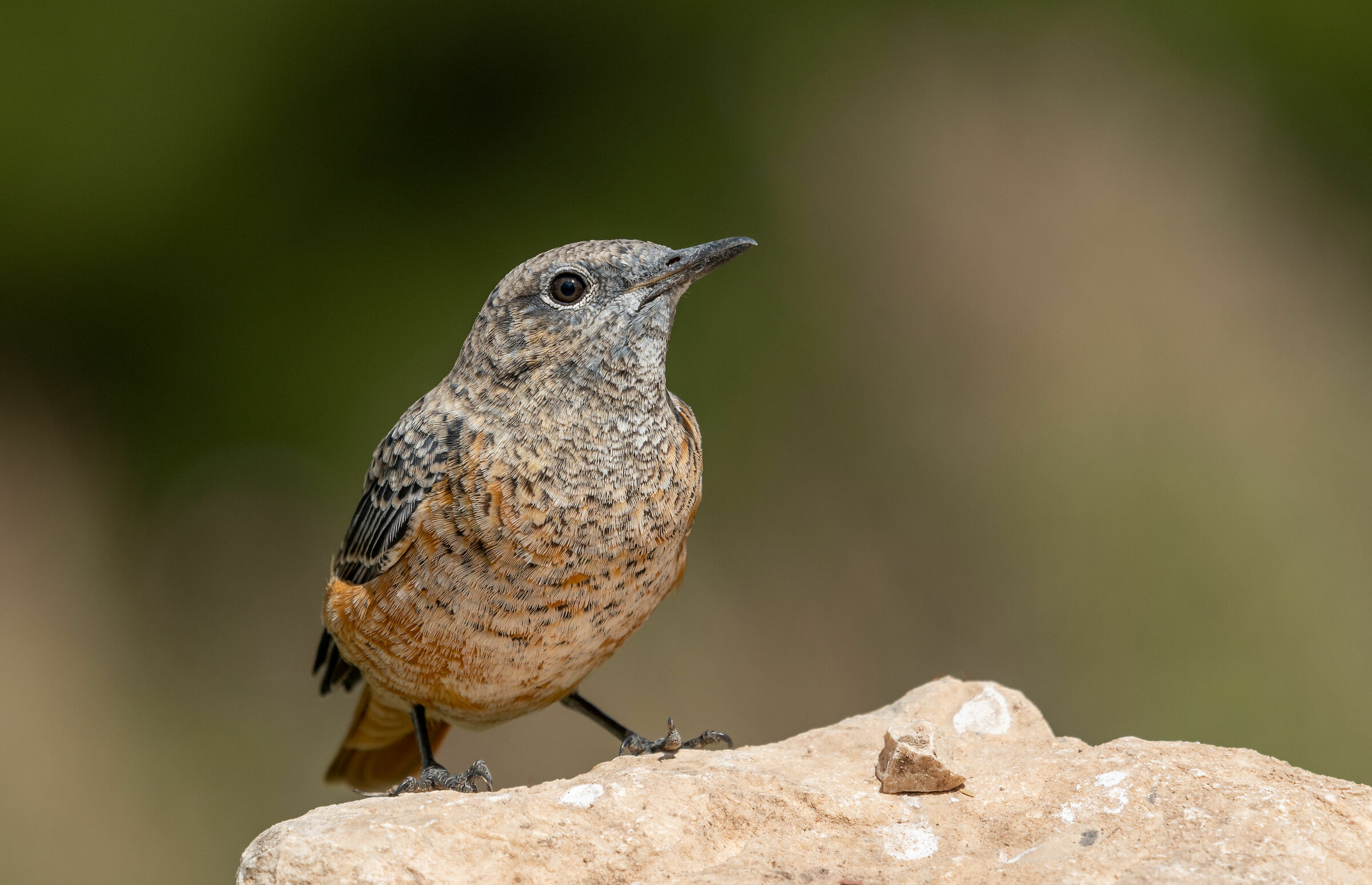 rock thrush