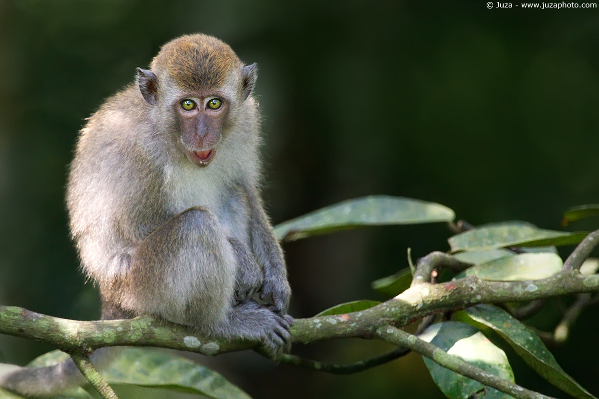 Macaca fascicularis (Macaco Cinomolgo), 009411