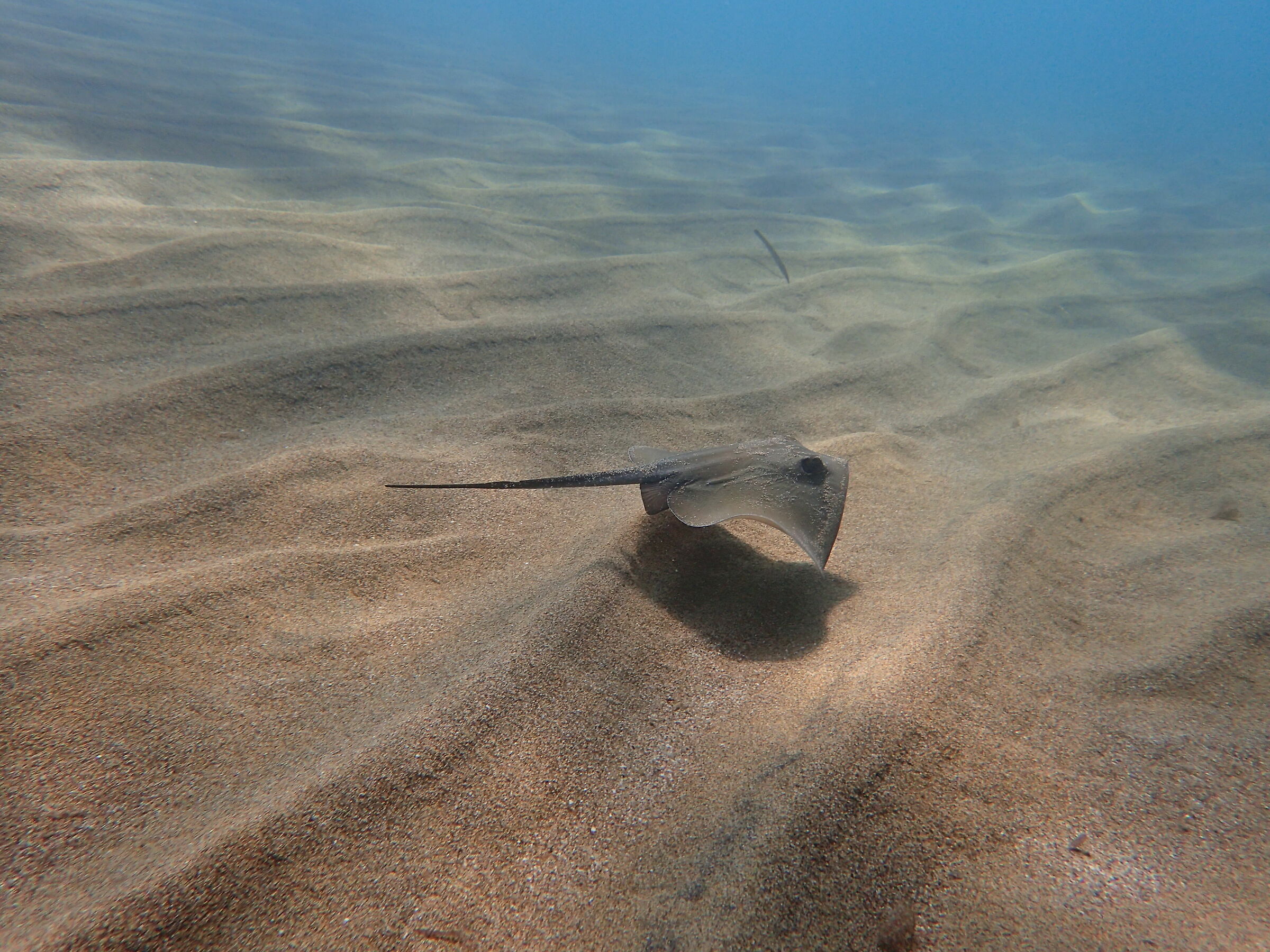 Il volo della razza_2