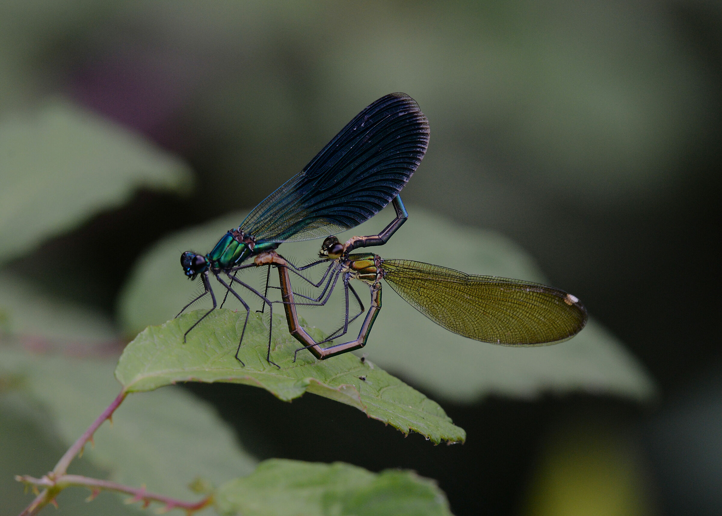 Calopteryx shines