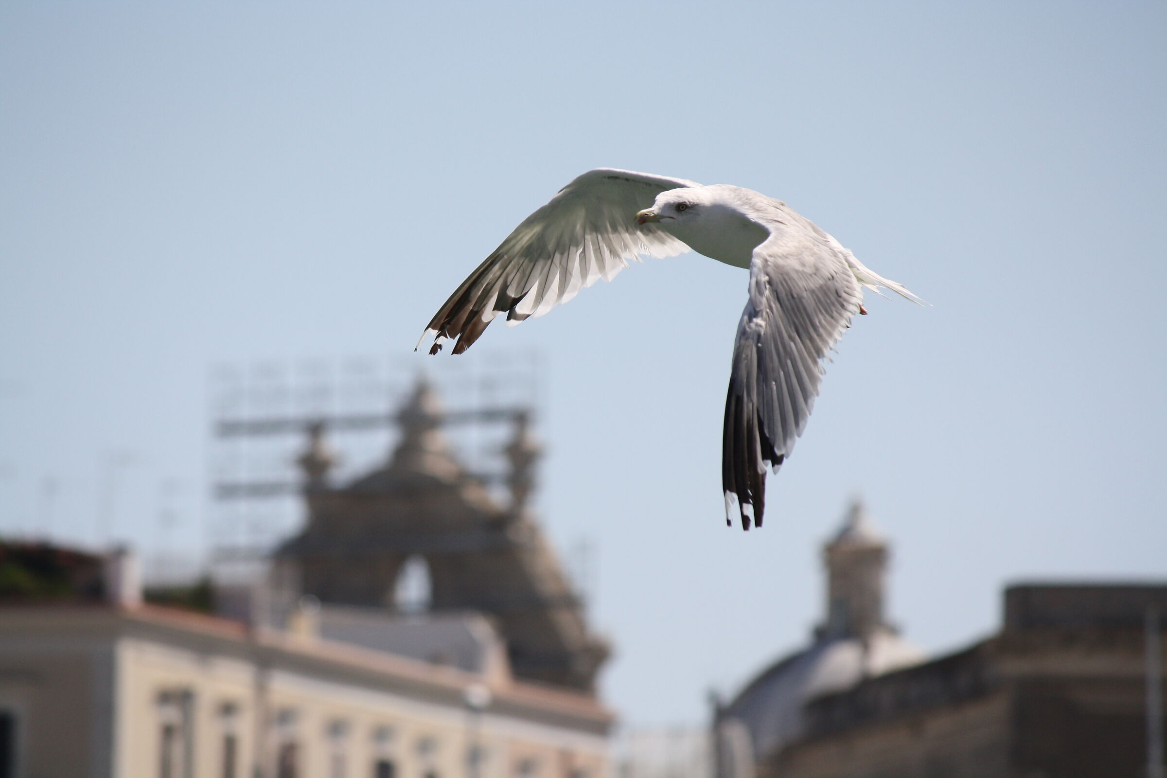 Il volo del gabbiano