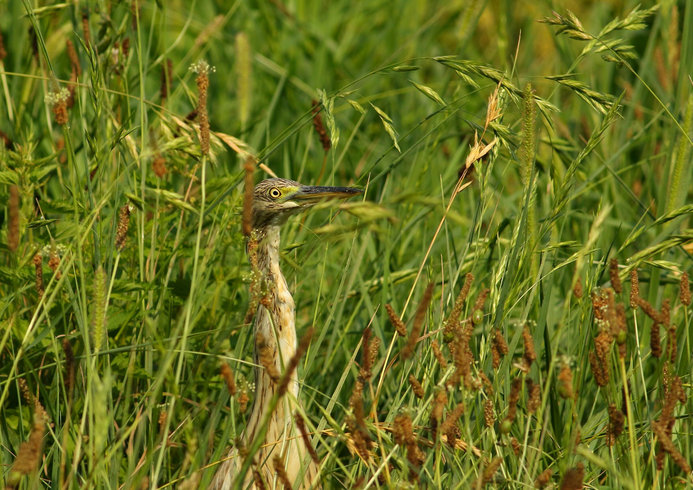 sgarza ciuffetto