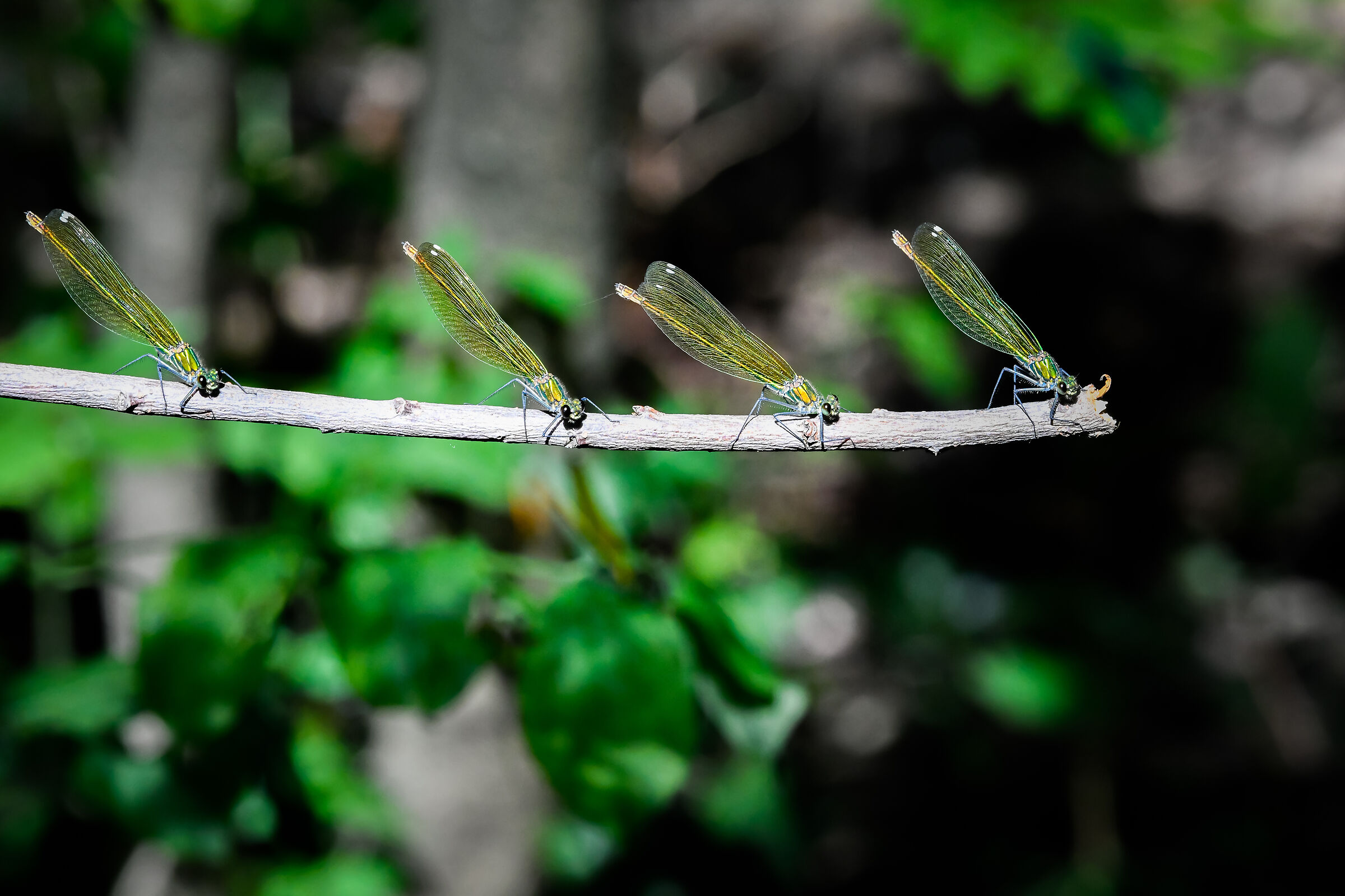 Are we going to skip the line?