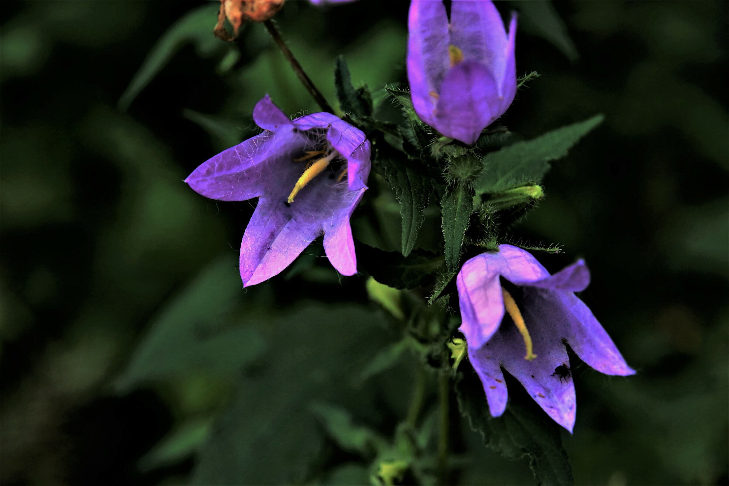 "Campanula Latifolia"