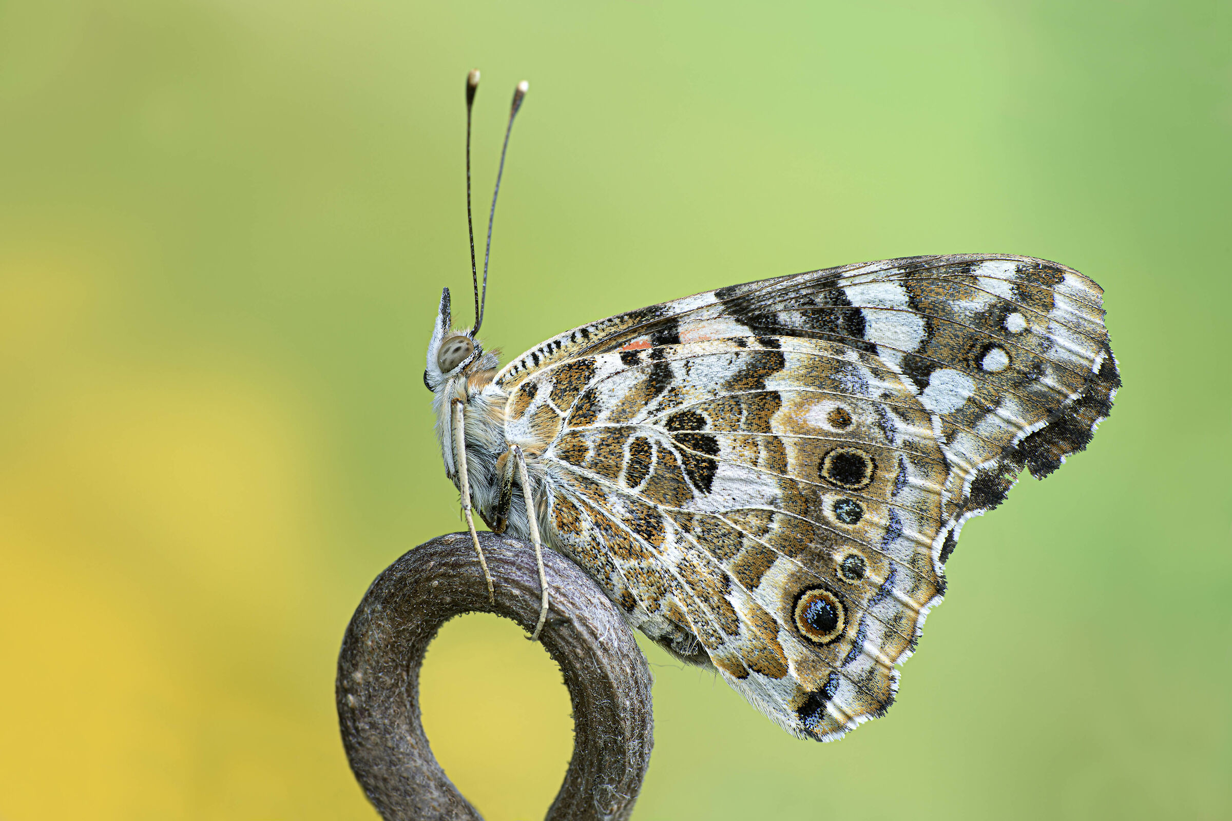 Vanessa del cardo (Cynthia cardui)