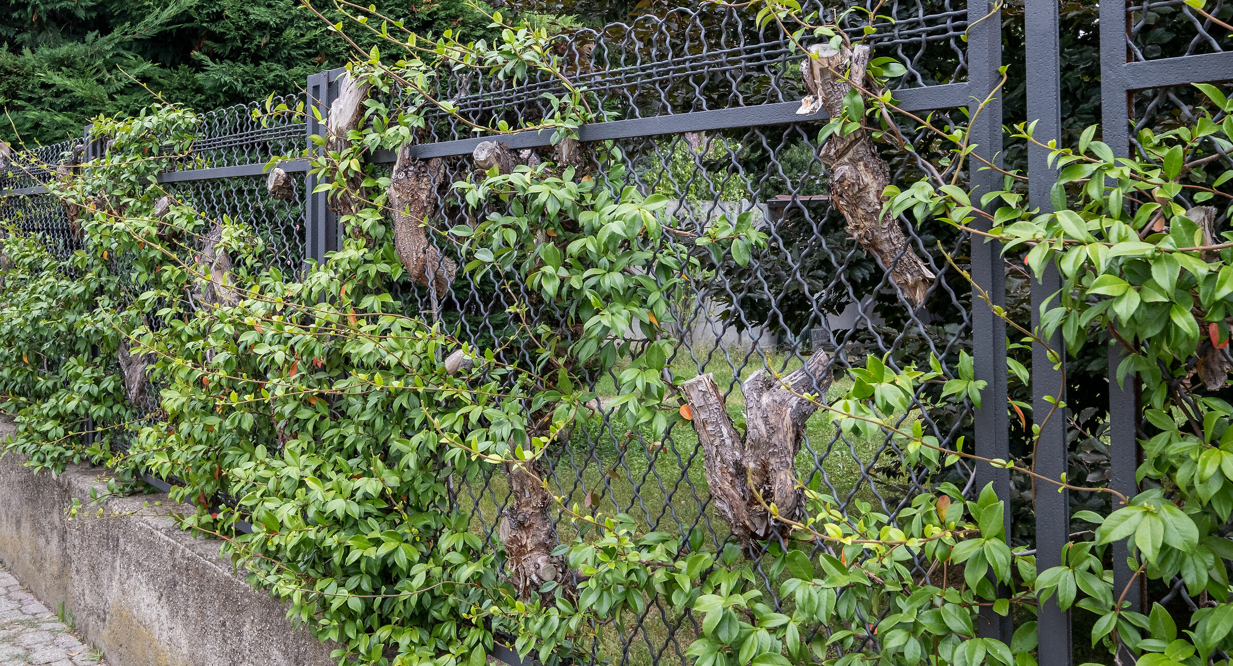 cancellata quasi in legno