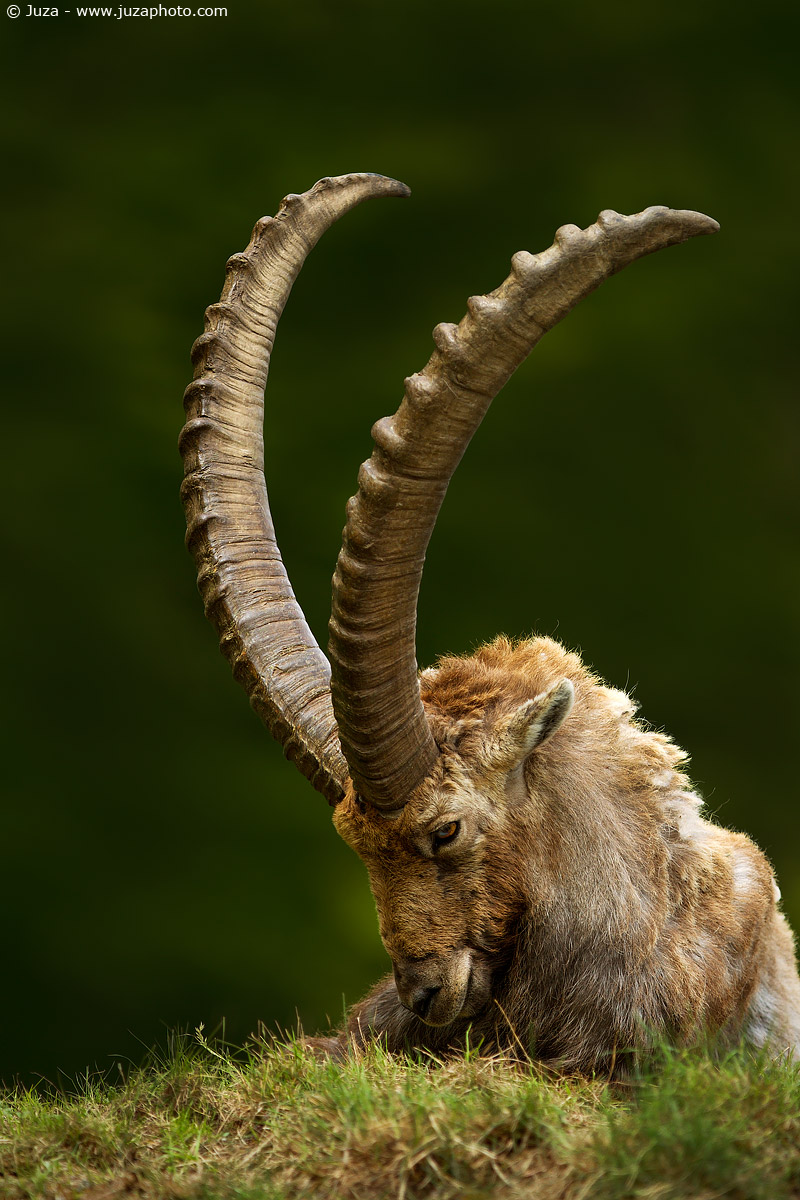 Capra ibex (Stambecco), 012173