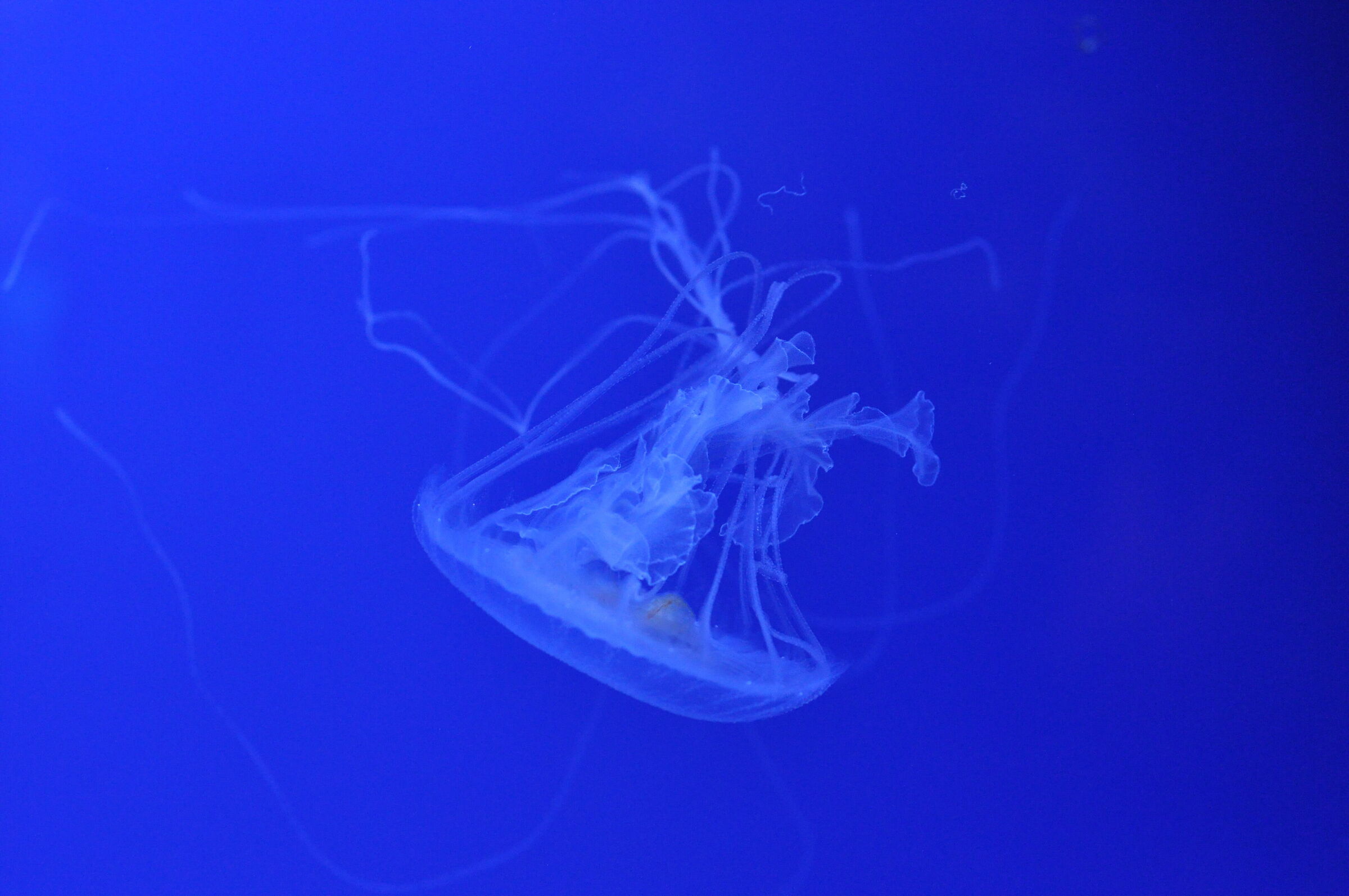 Evanescenza (Acquario di Genova)