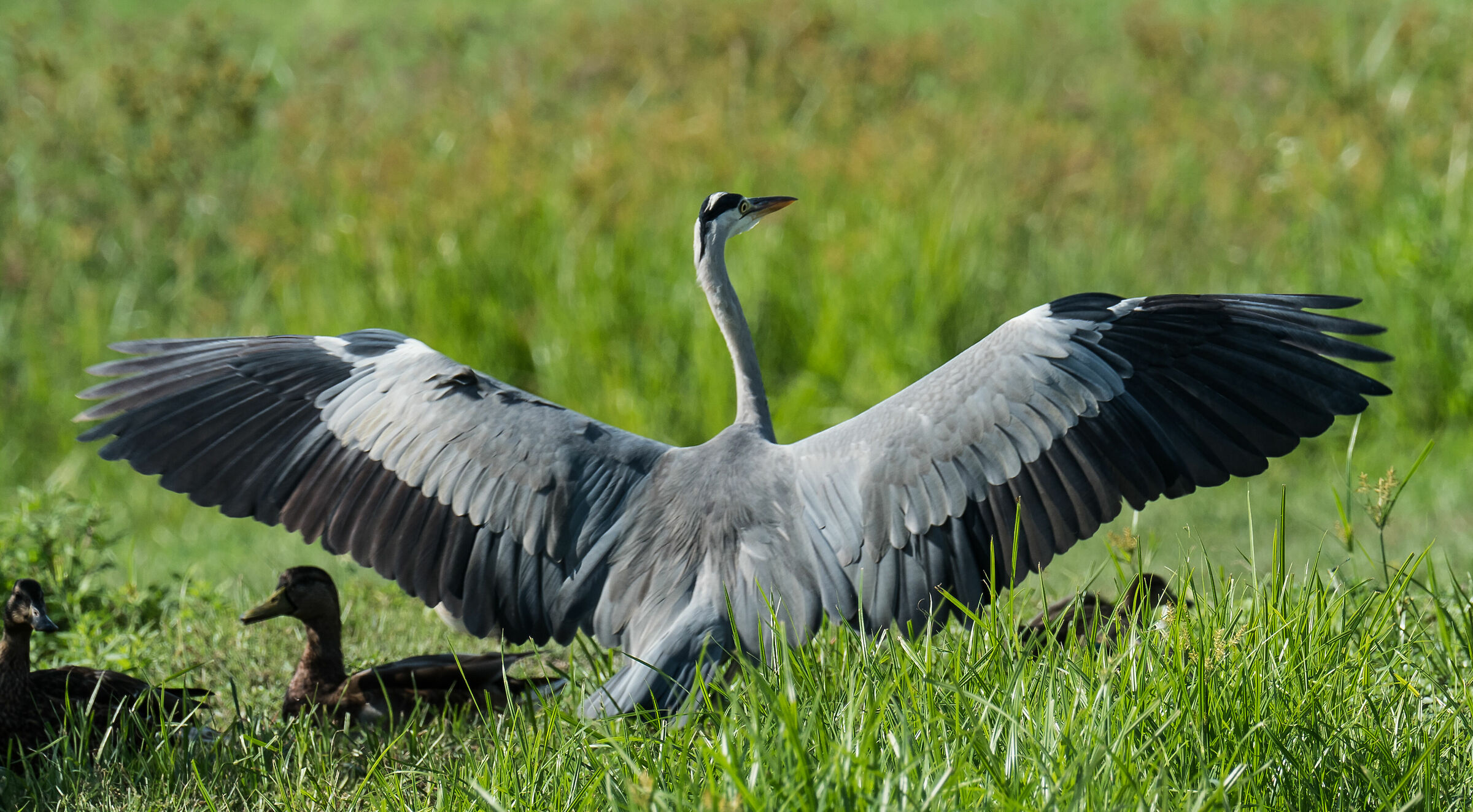 Ash heron (Ardea cinerea)