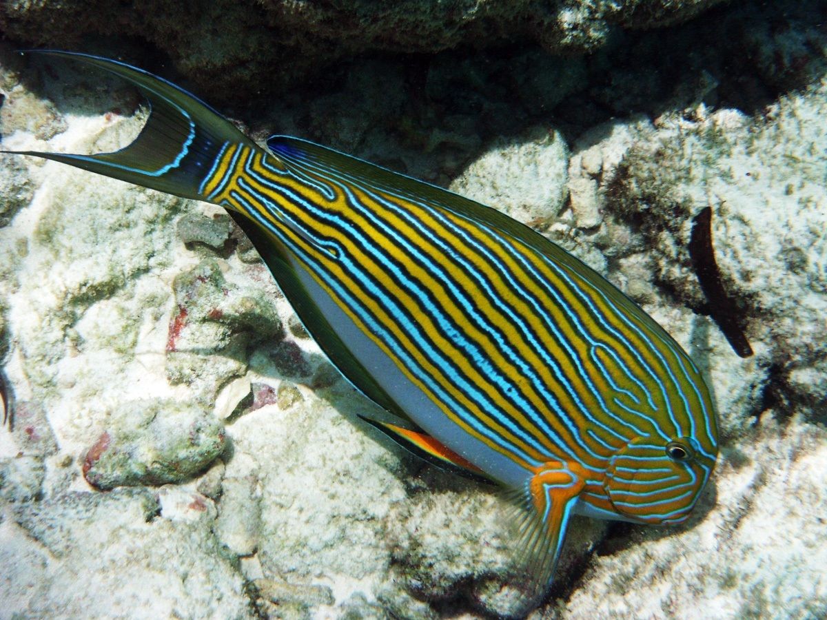 Striped surgeon fish