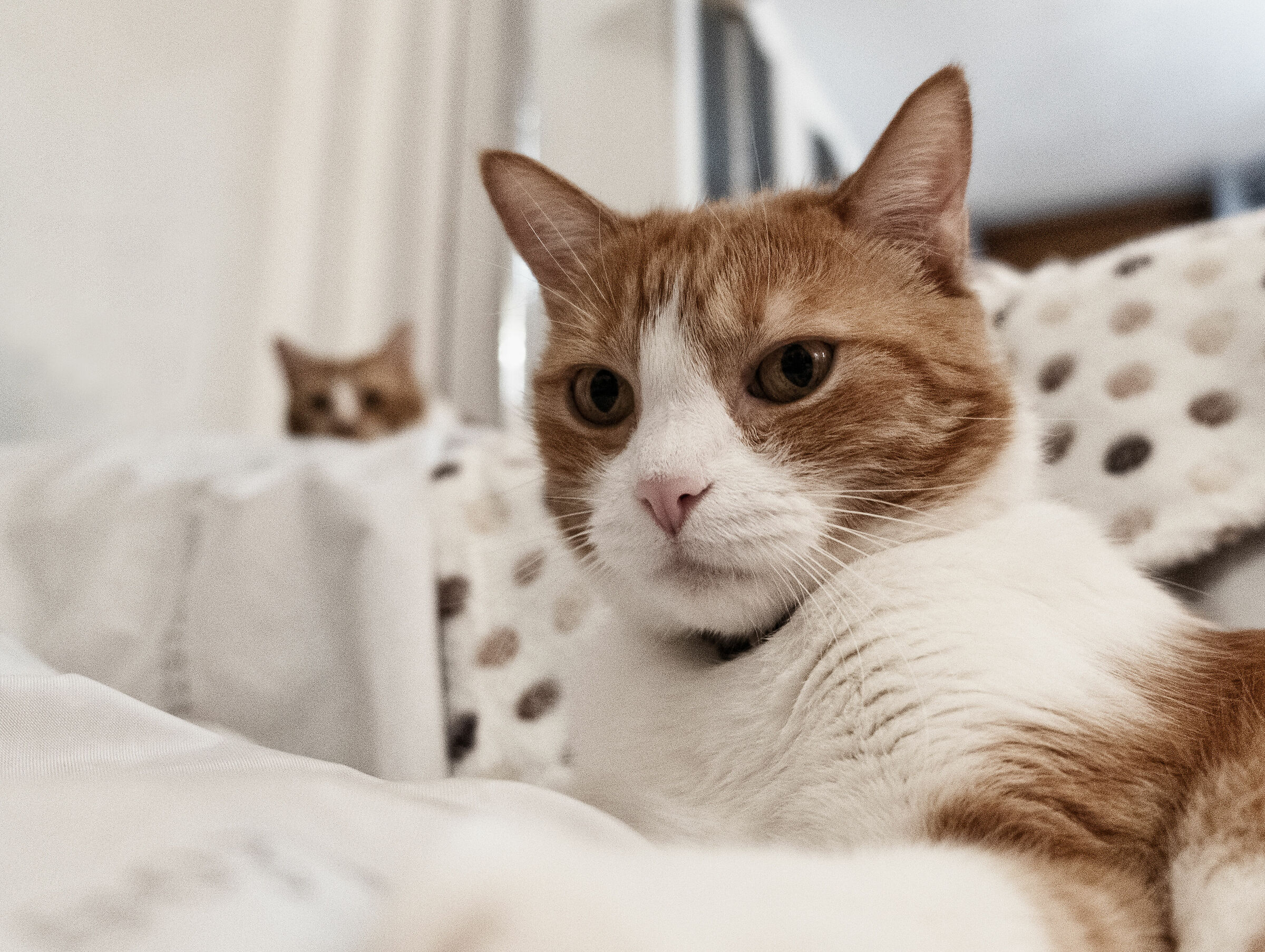 Attento Sauro, sei osservato!