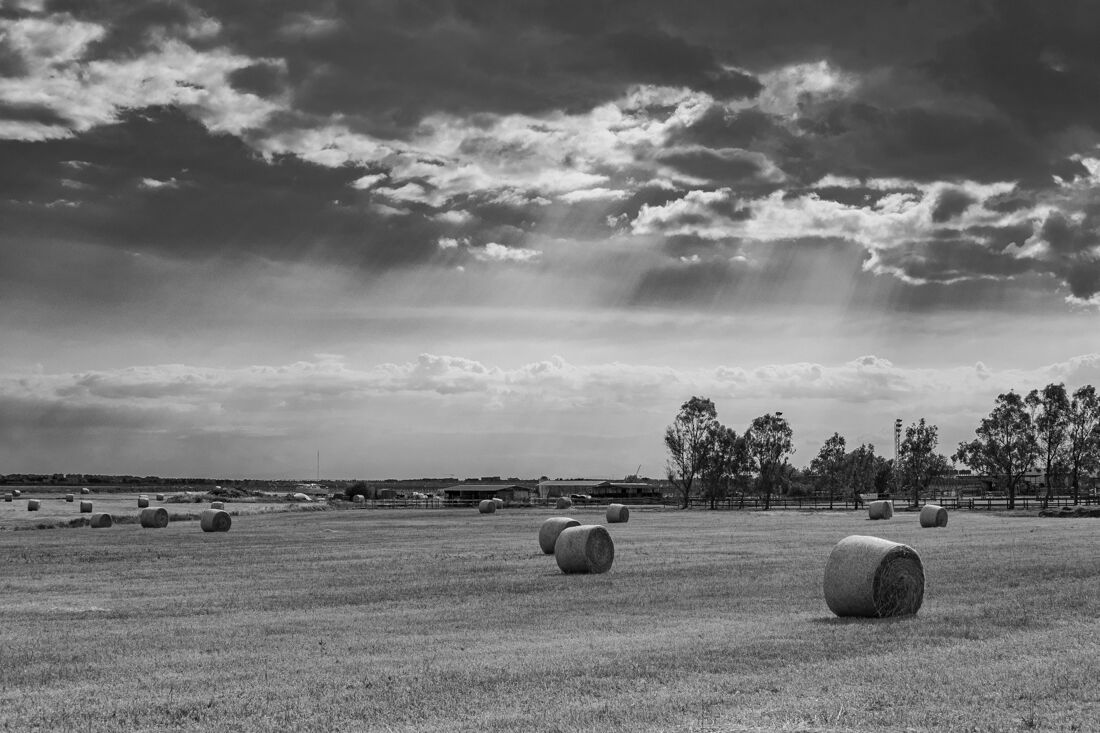 Campo
