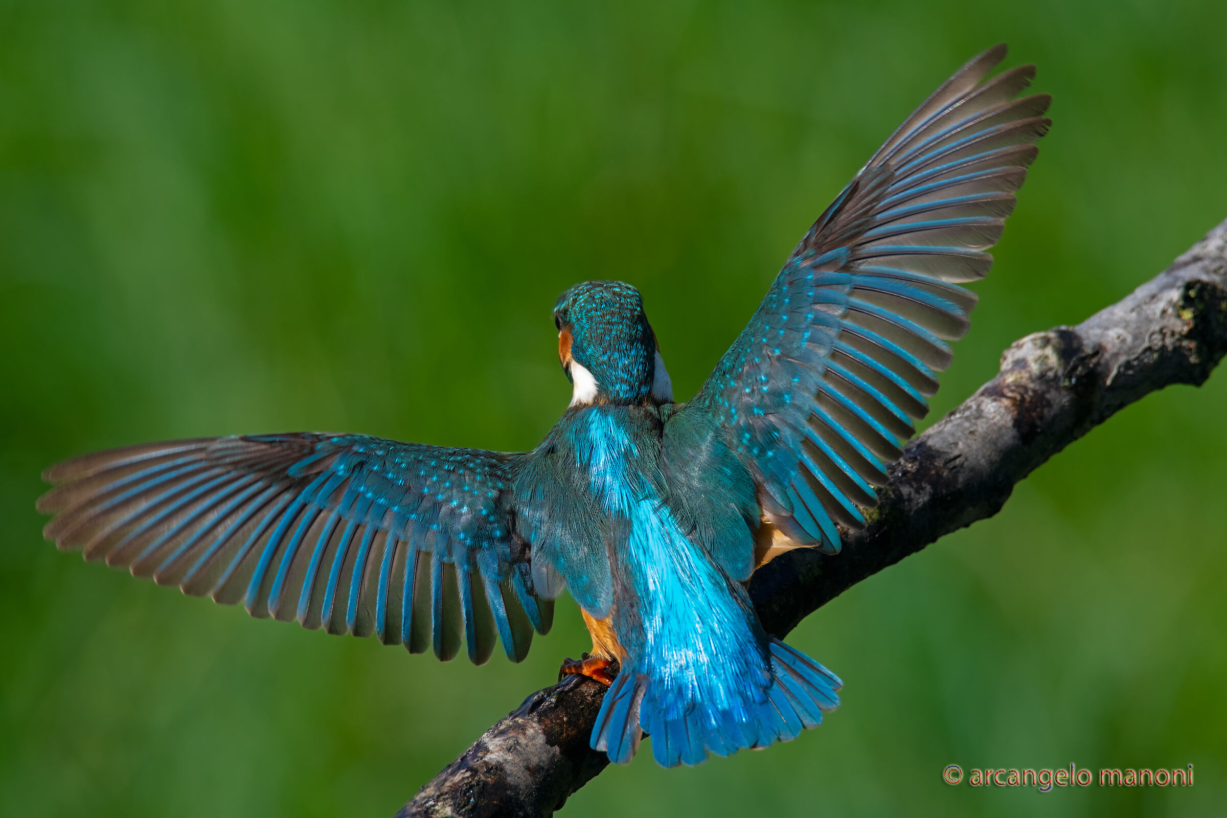 Excuse your back but here's the heritage of the plumage