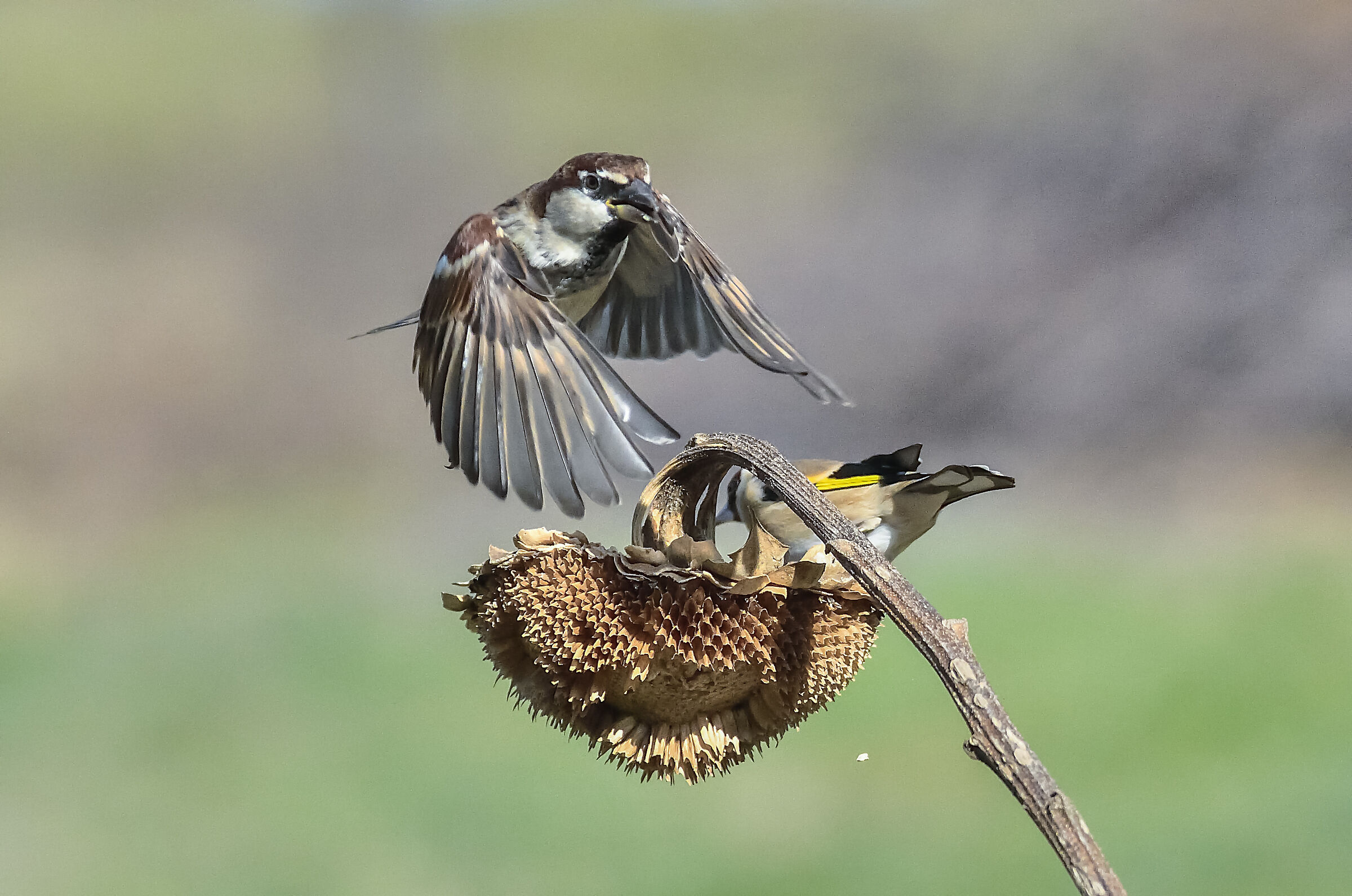 passero vs cardellino