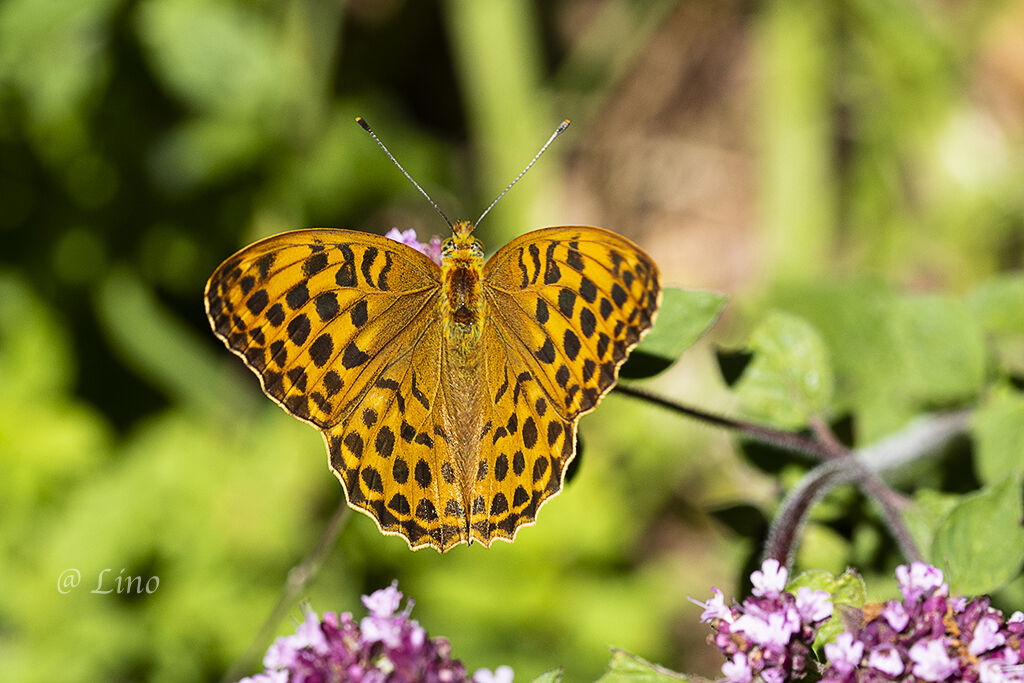 Argynnis paphia