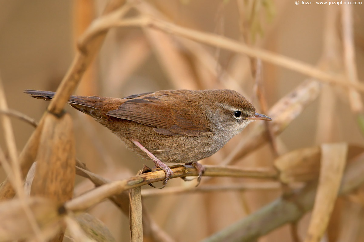 Cettia cetti (Usignolo Di Fiume), 004868
