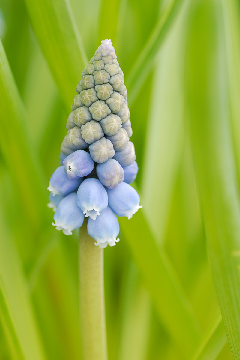 Muscari
