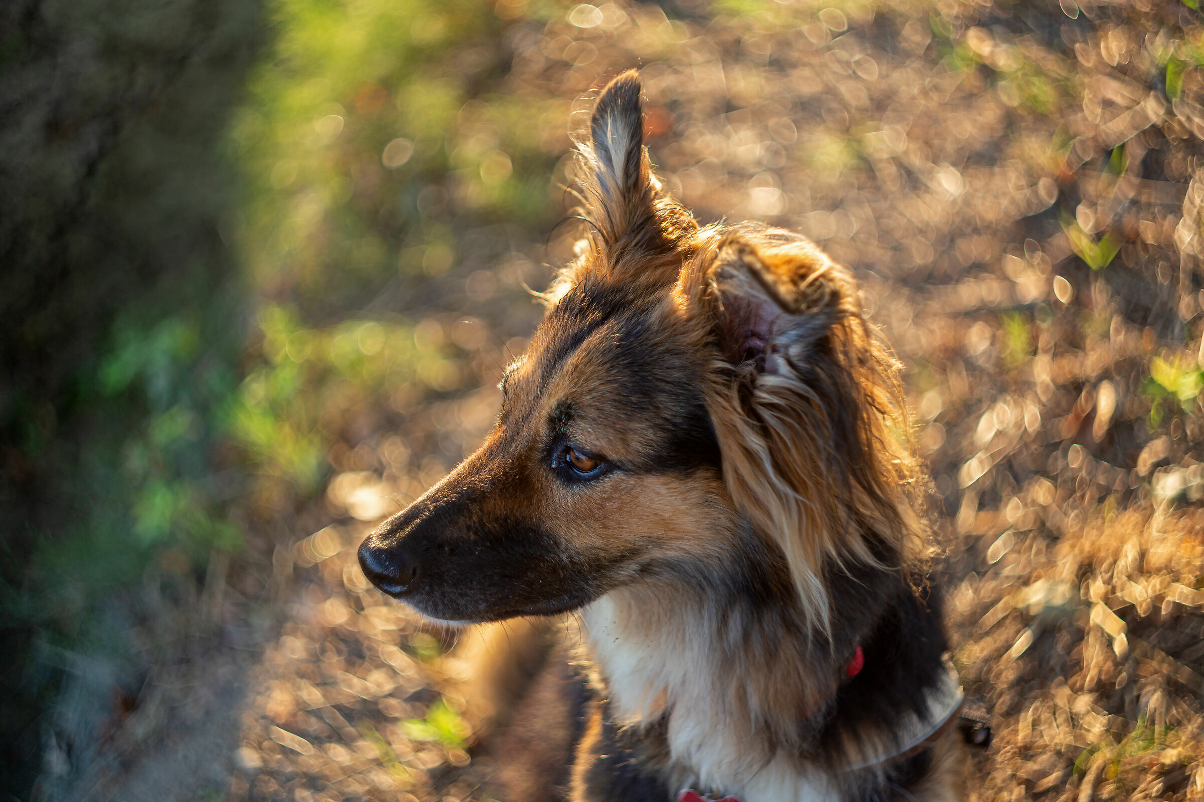 Margot - Helios 44-2 #2