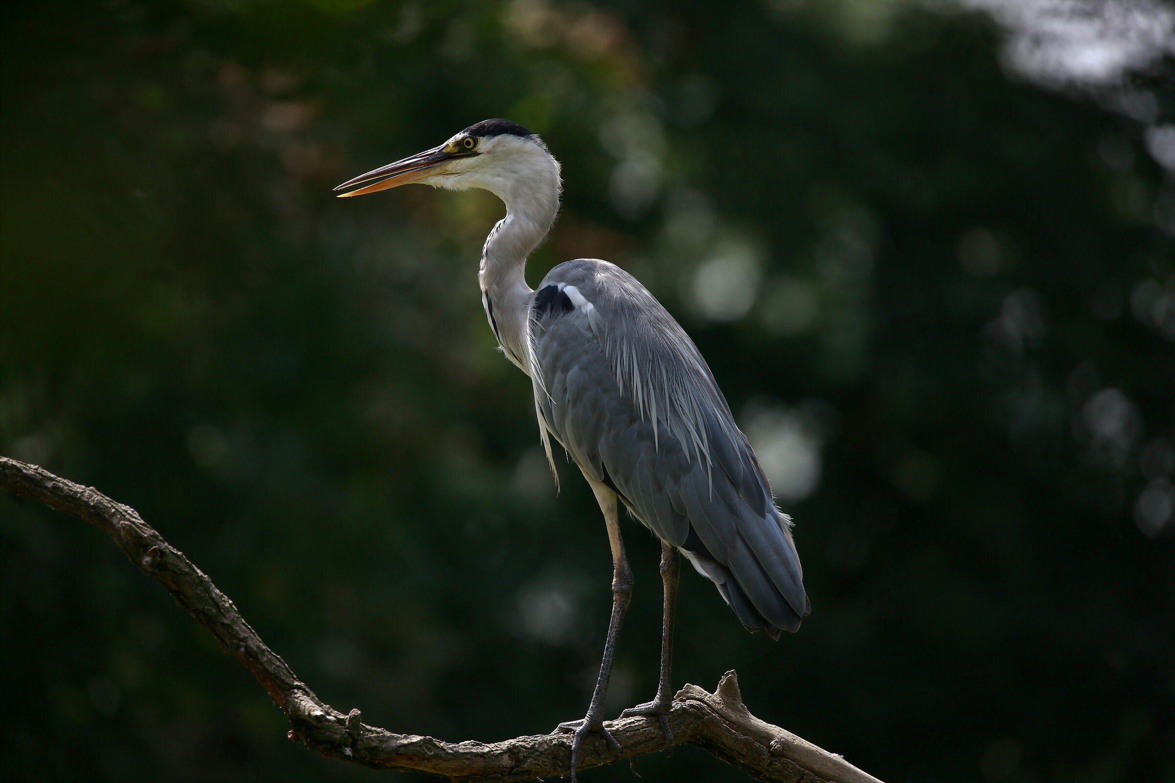 Elegante Equilibrista