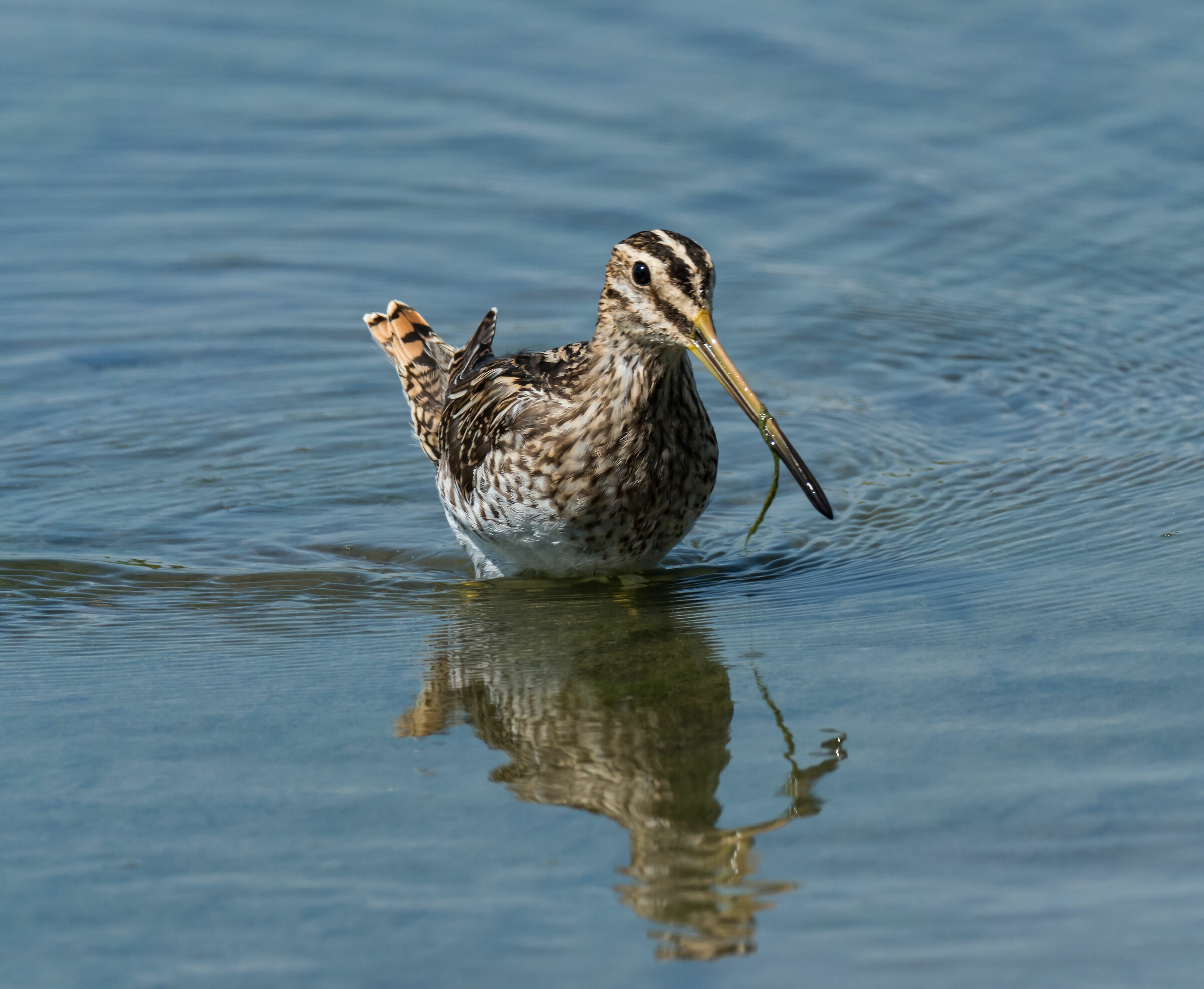 Sniccaccino (Gallinago hennago)