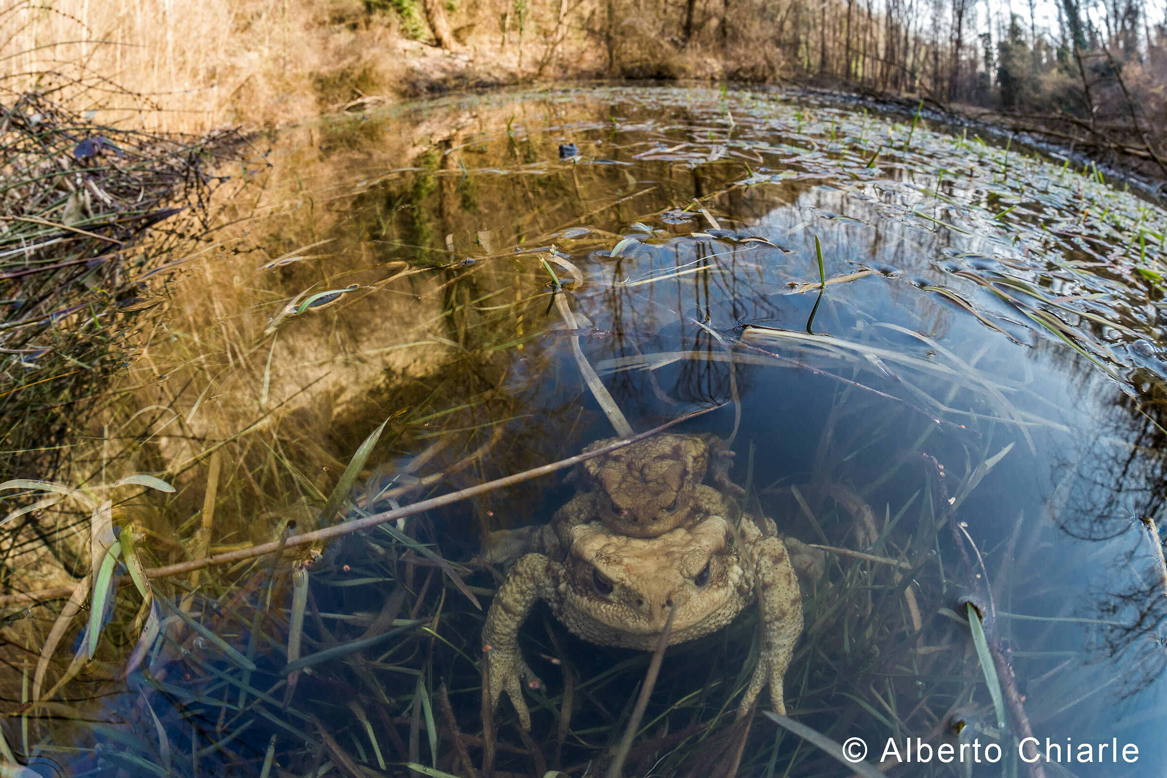 Rospo comune (Bufo bufo) in accoppiamento