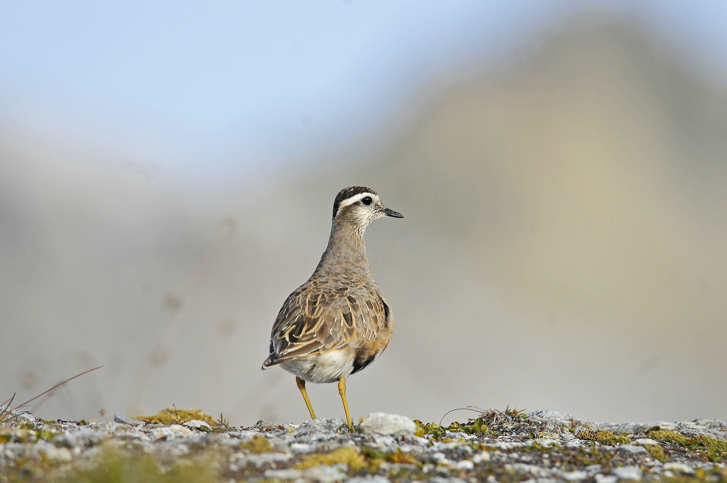 Piviere tortolino (Dotterel)
