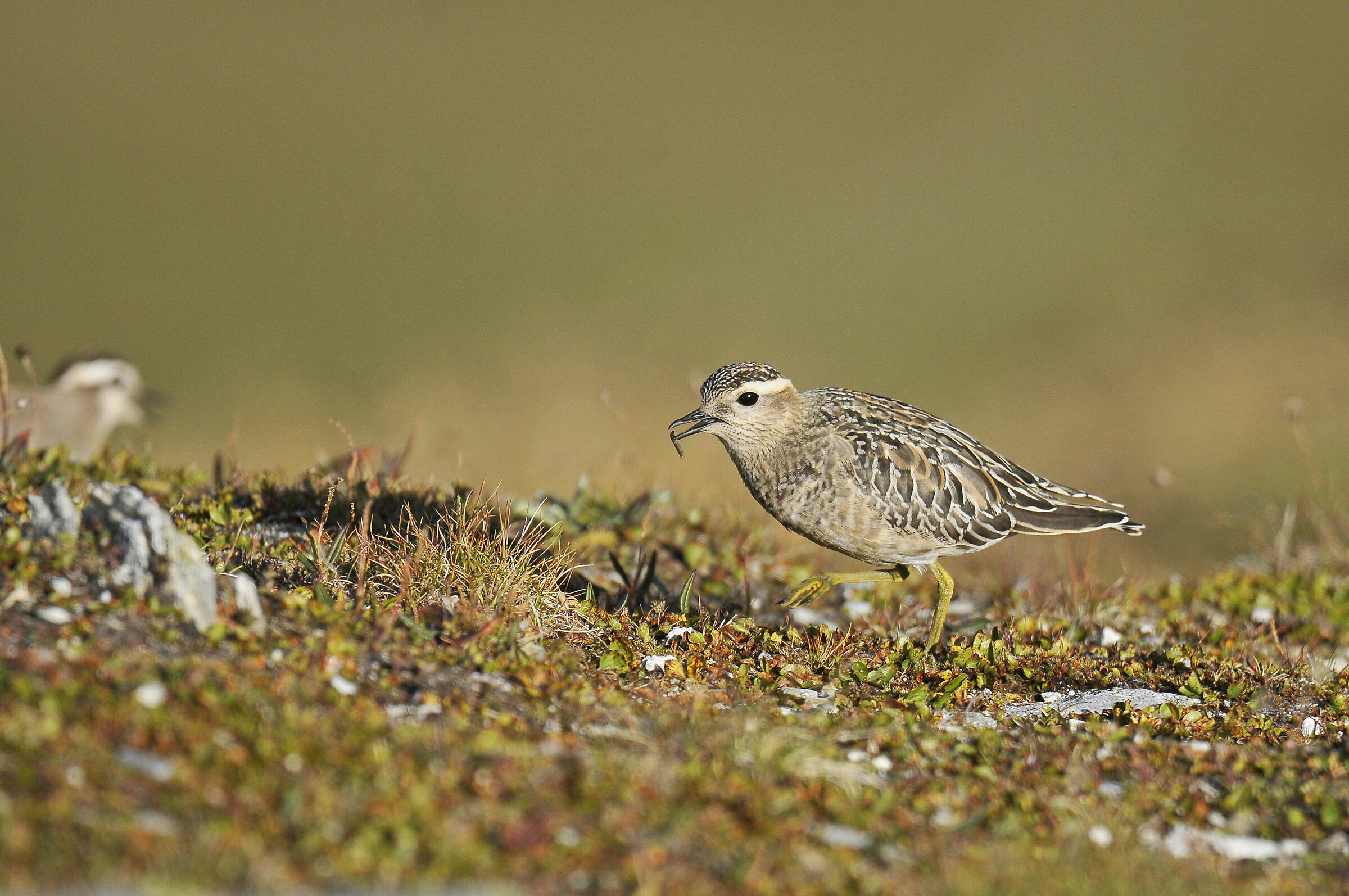 Piviere tortolino (Dotterel)