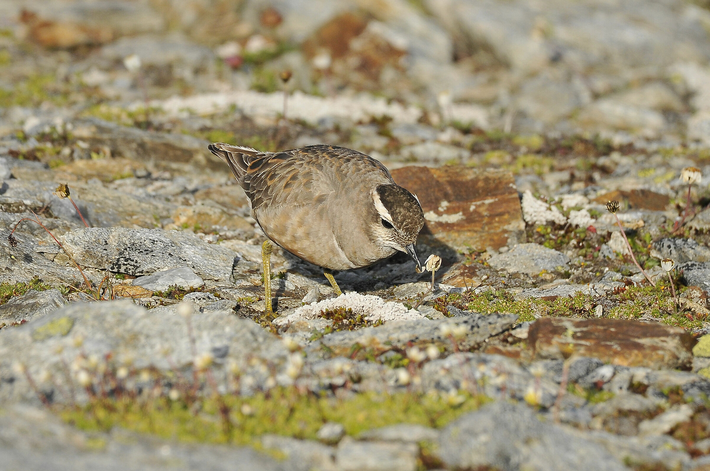 Piviere tortolino (Dotterel)