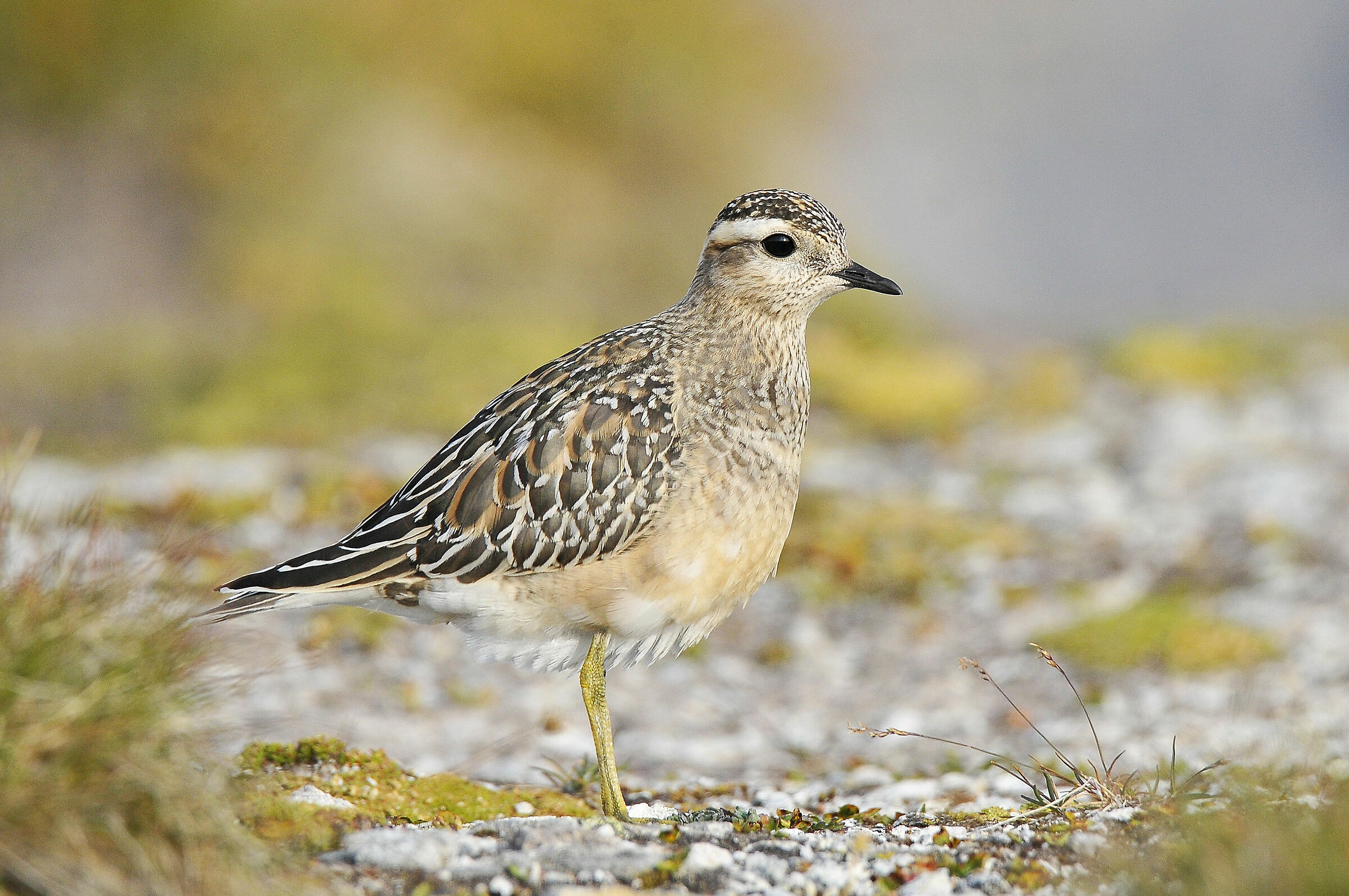 Piviere tortolino (Dotterel)