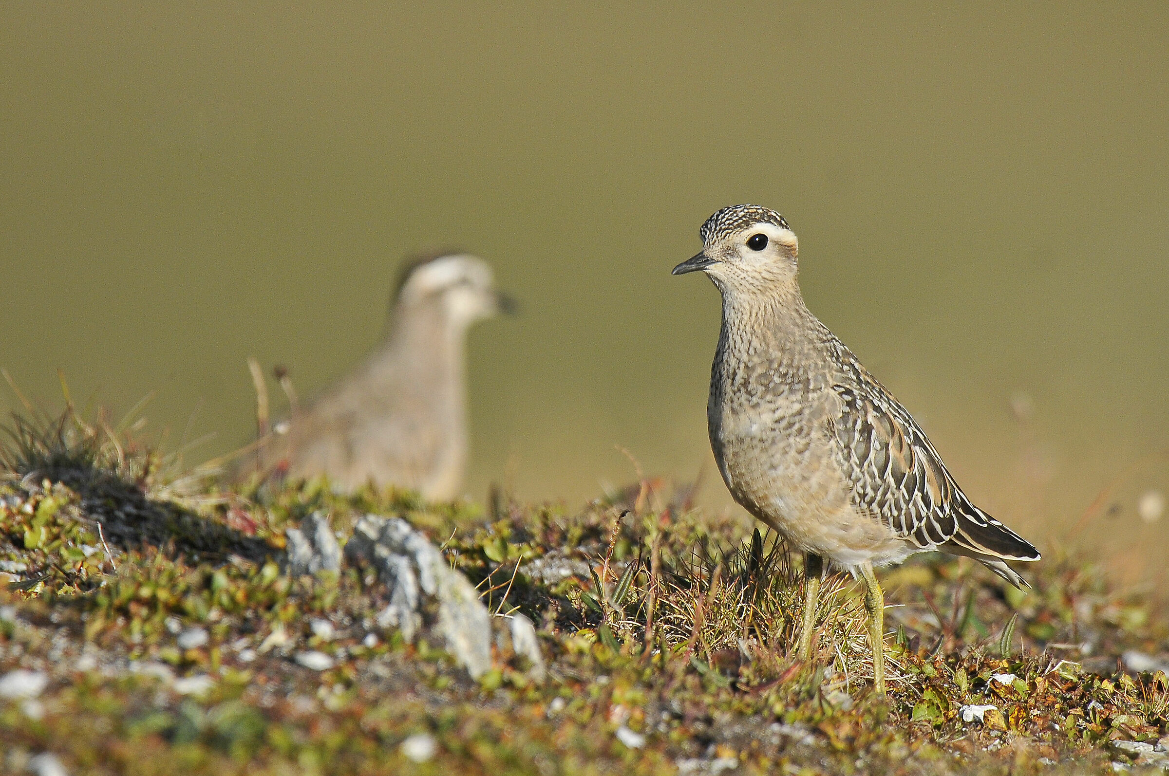 Piviere tortolino (Dotterel)