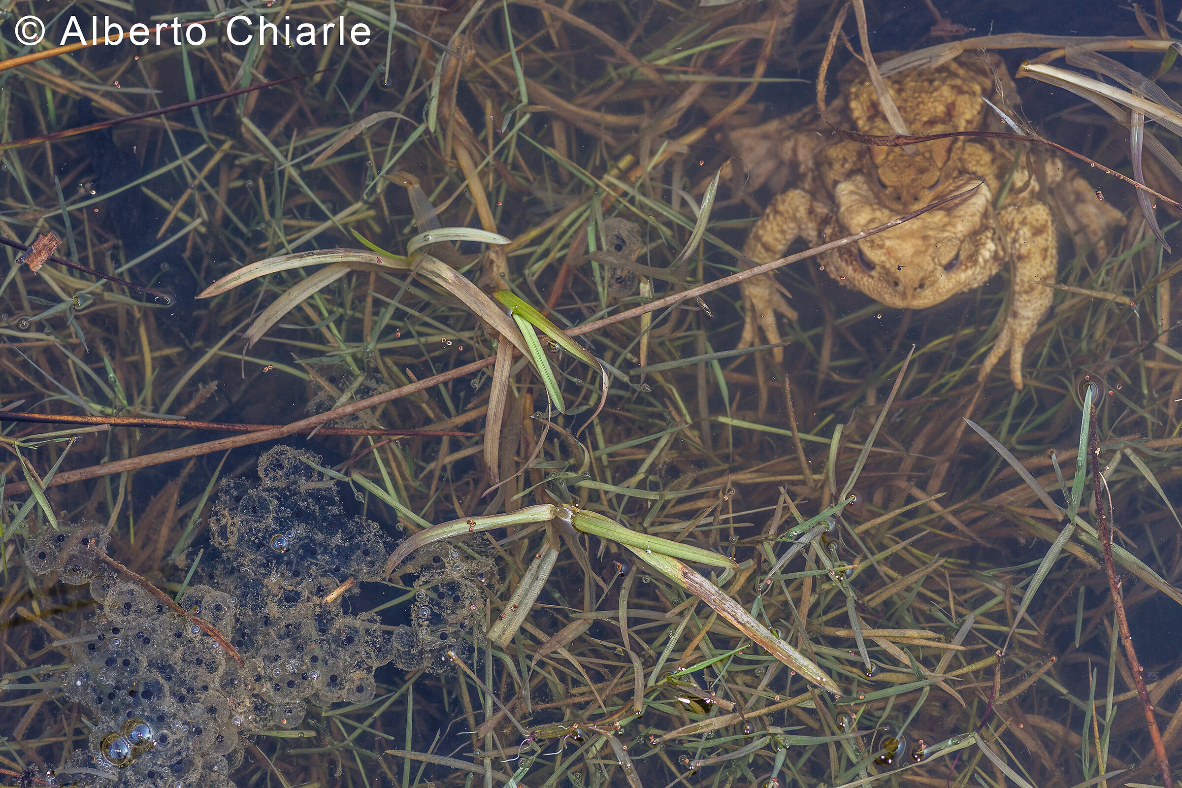 Common toad (Bufo bufo) in mating