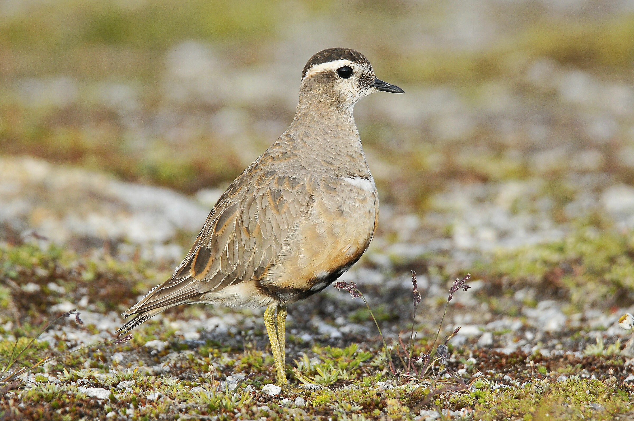 Piviere tortolino (Dotterel)