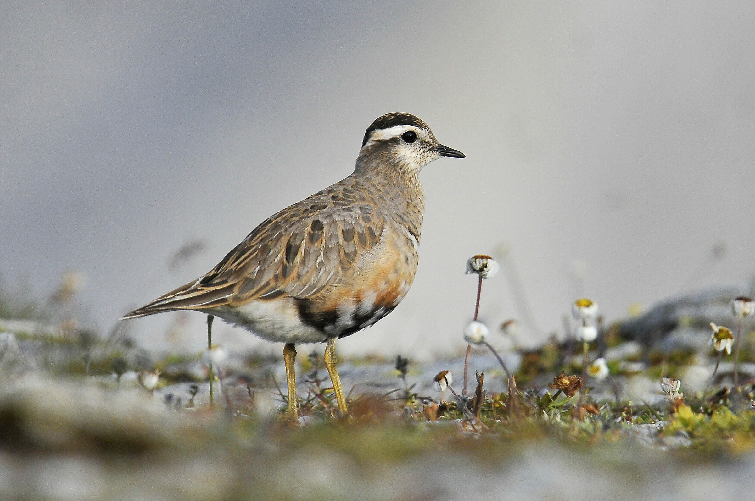 Piviere tortolino (Dotterel)