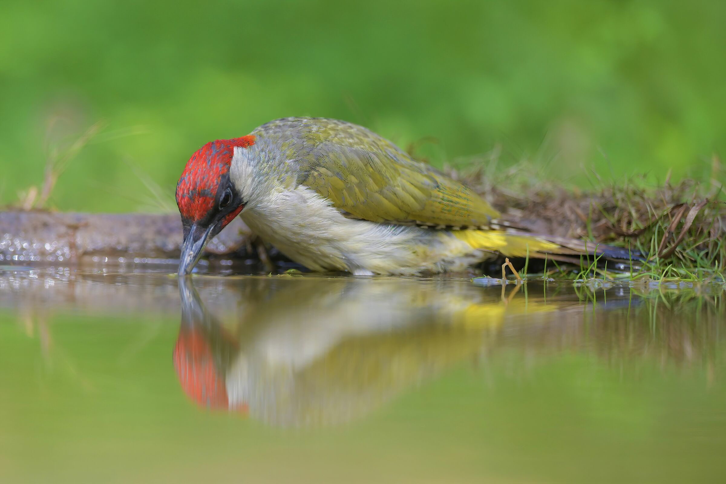 male green woodpecker