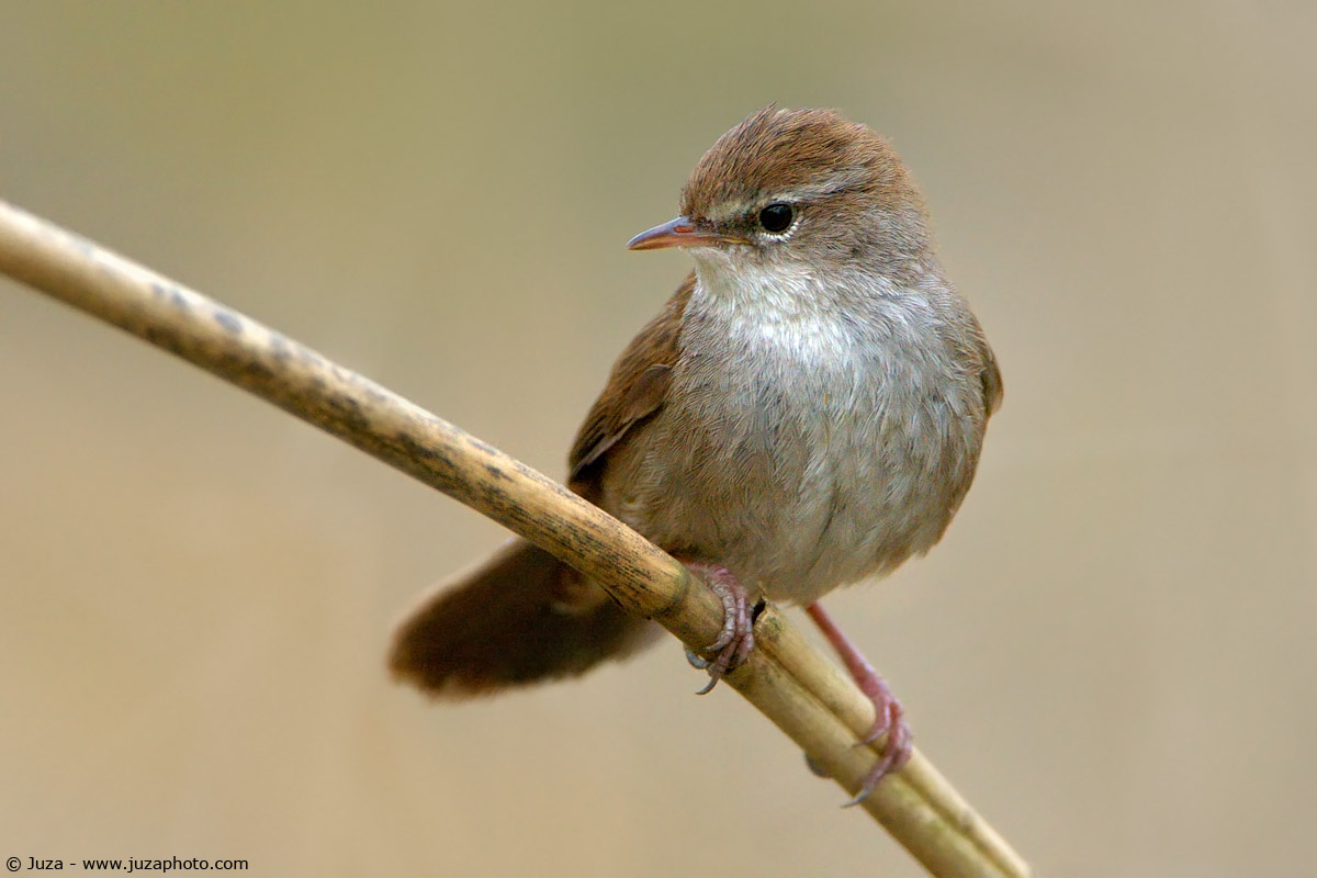 Cettia cetti (Usignolo Di Fiume), 005177