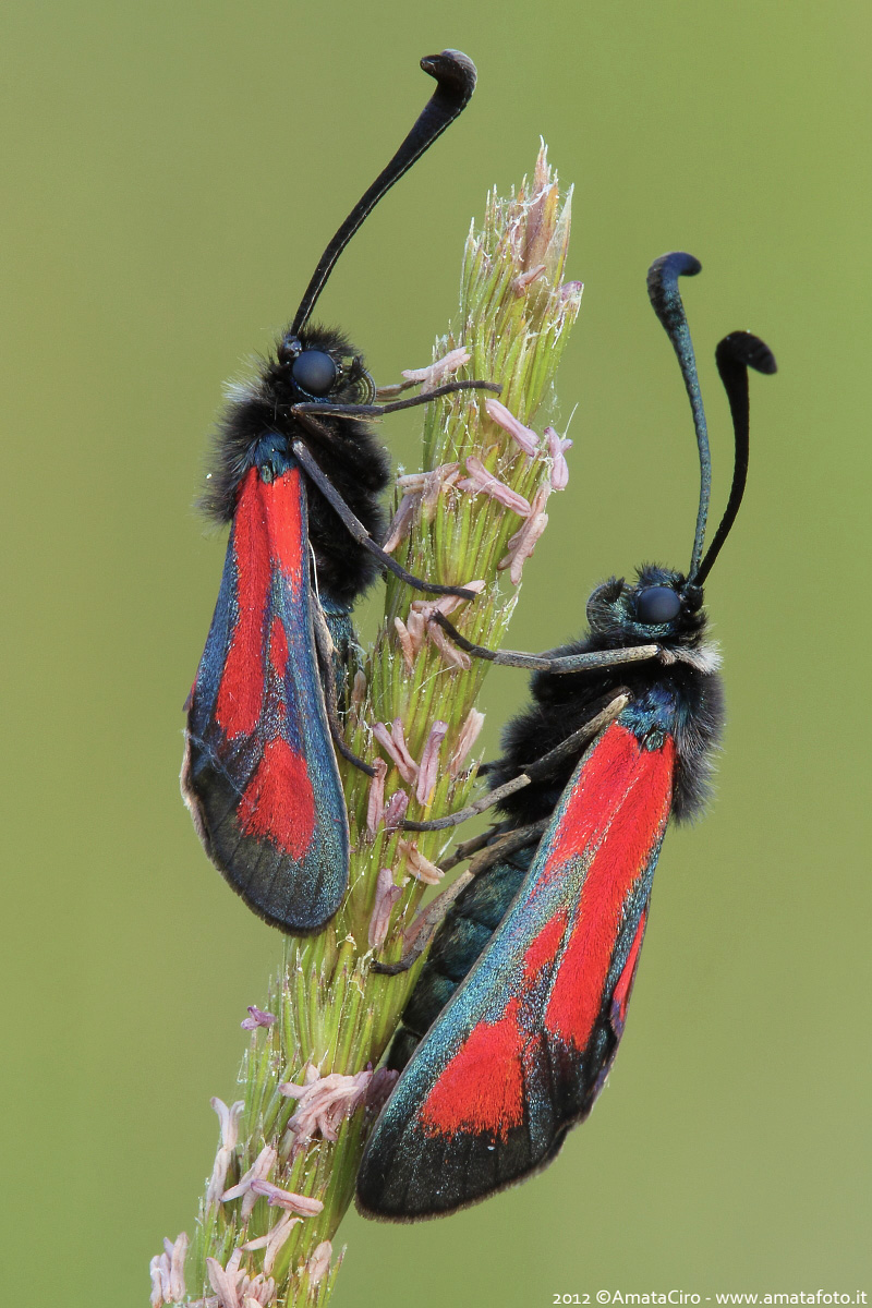 Zygaena punctum