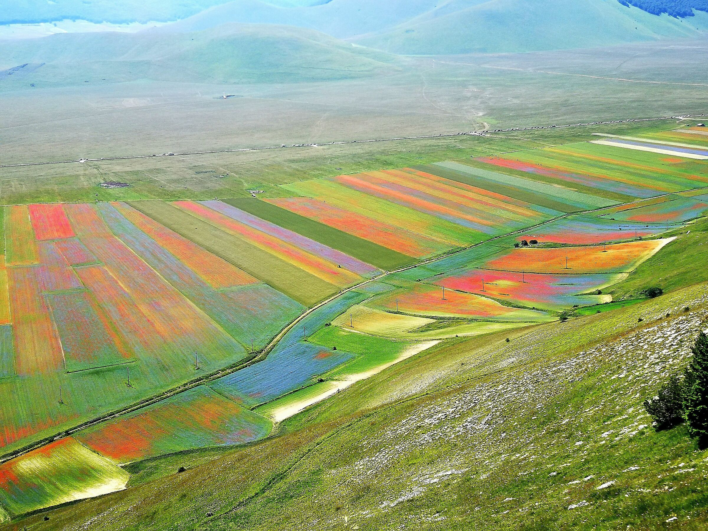 Flowering in Castelluccio di Norcia