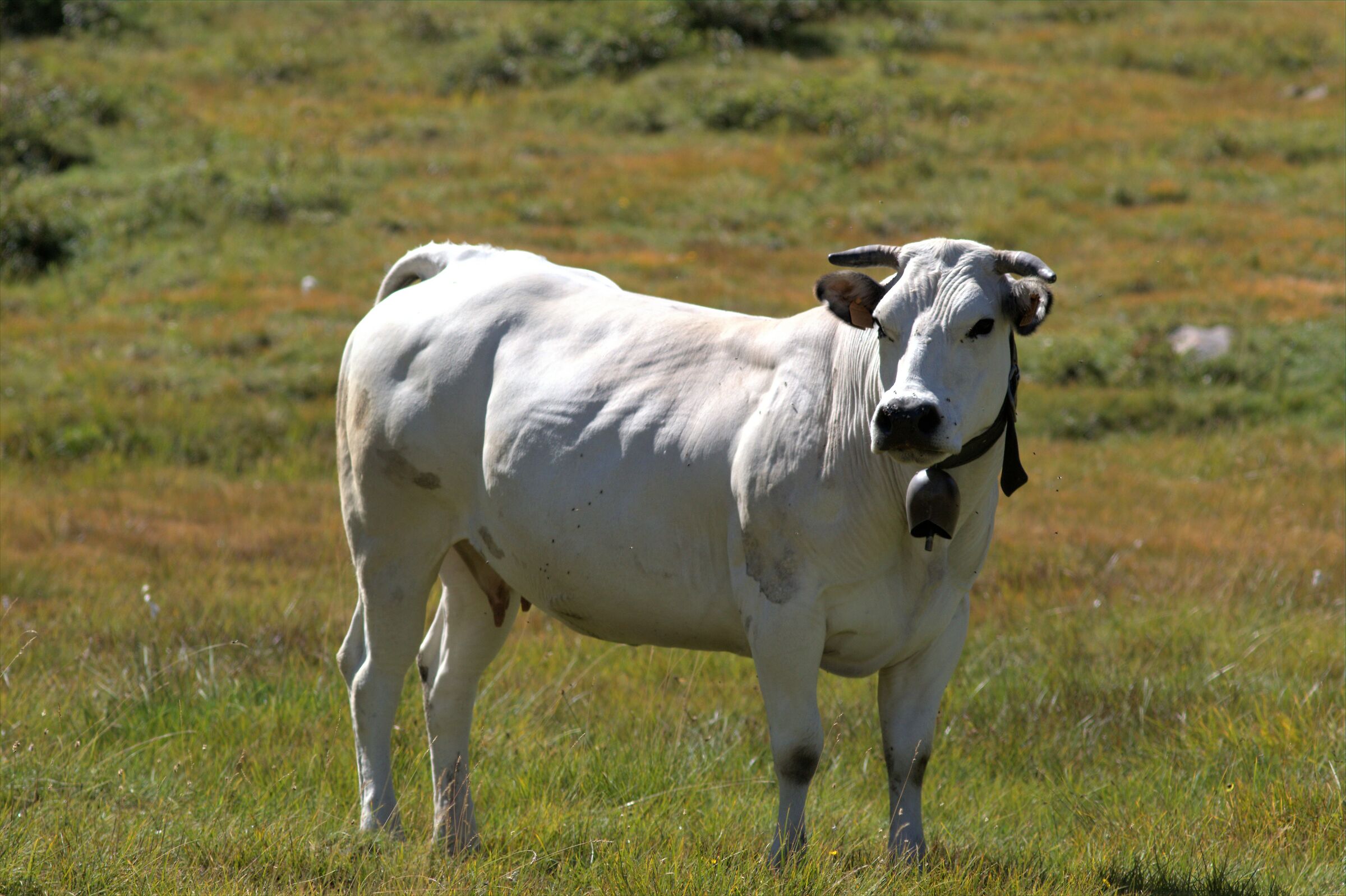 Razza bovina Piemontese