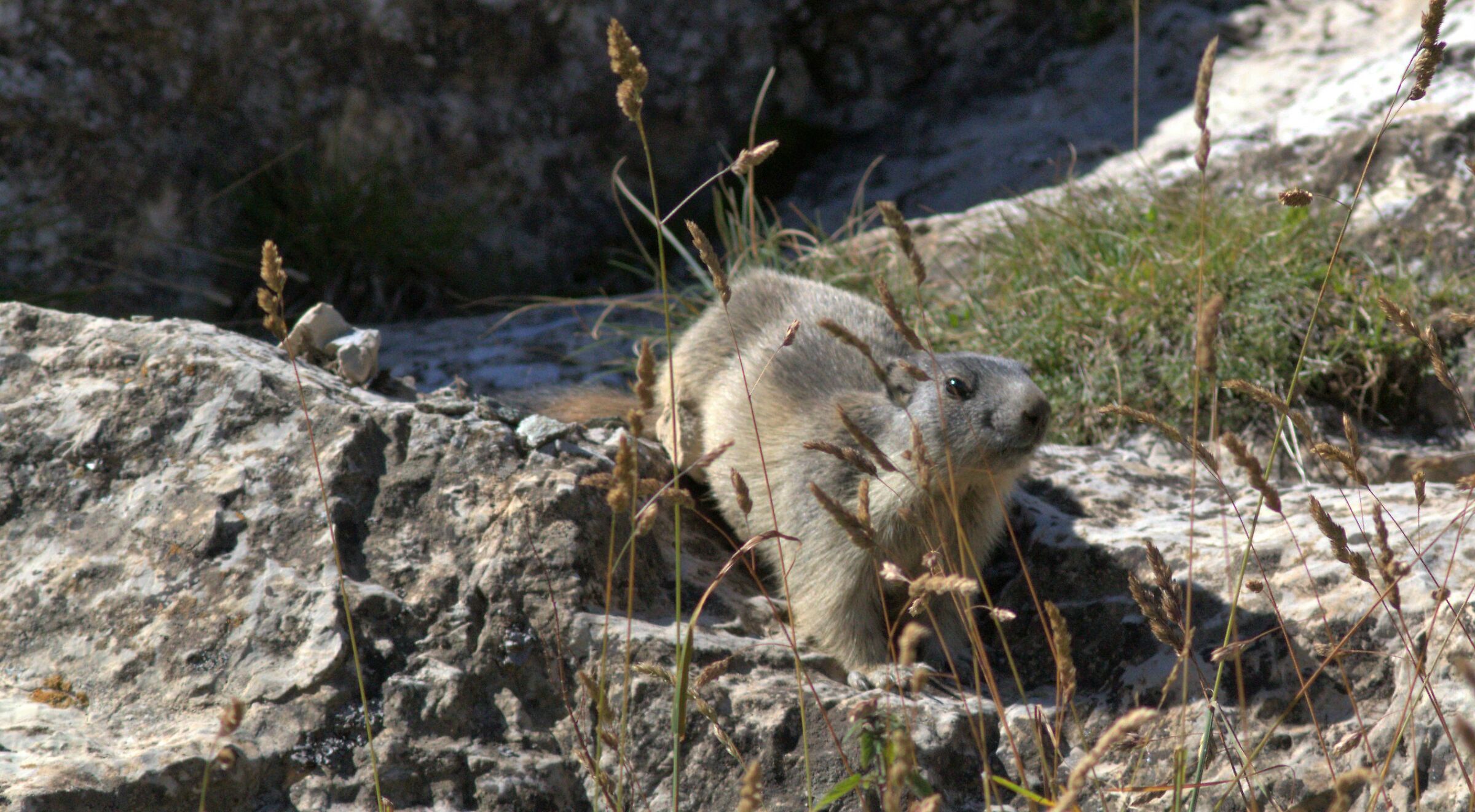 Cucciolo di marmotta presso il lago della Brignola