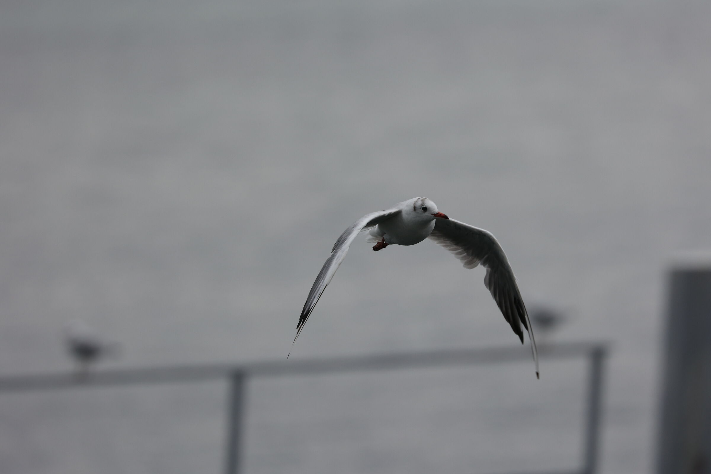 Seagull 1 (R6 test)